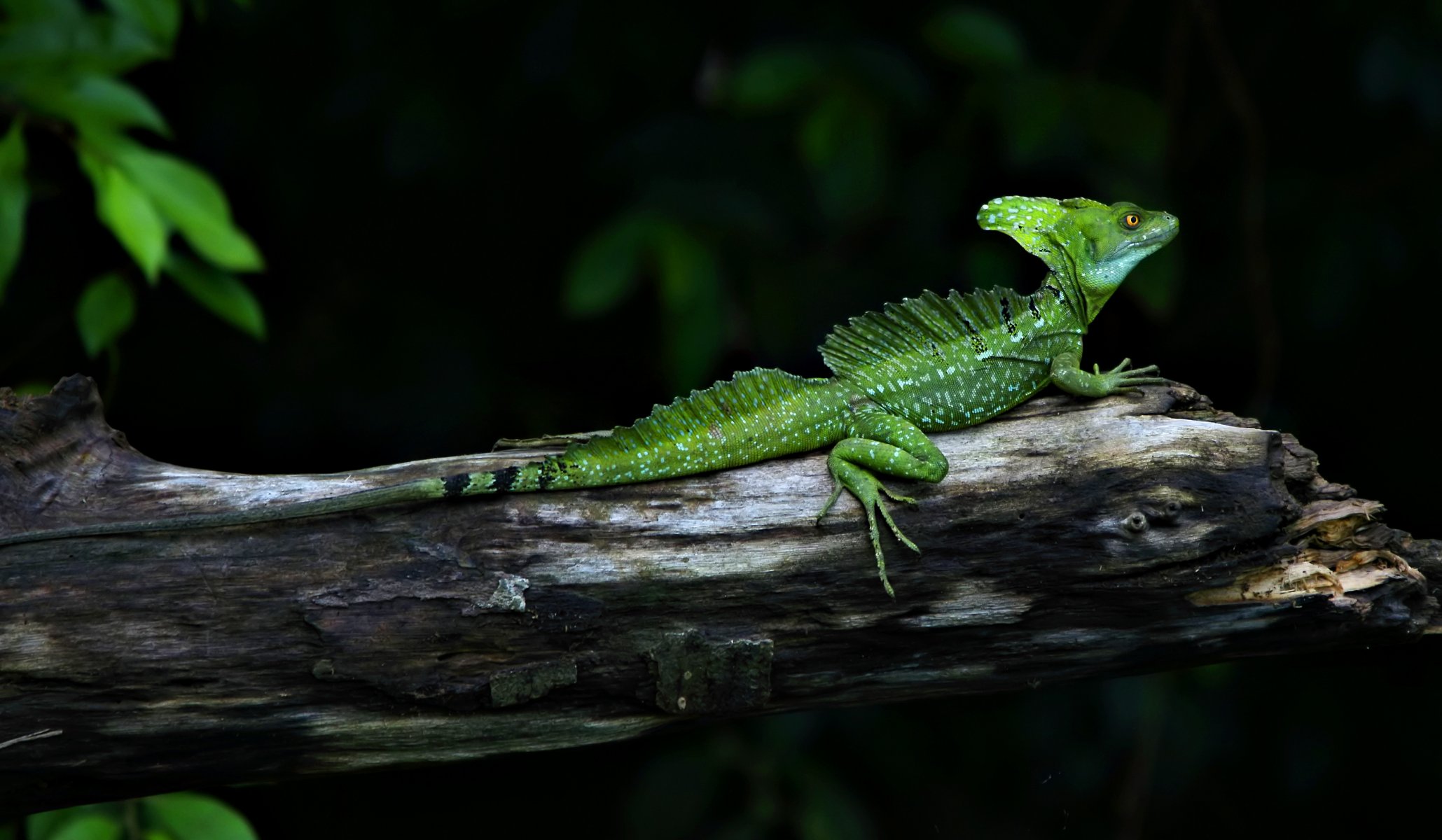 basilisco lagarto verde animales reptil rama