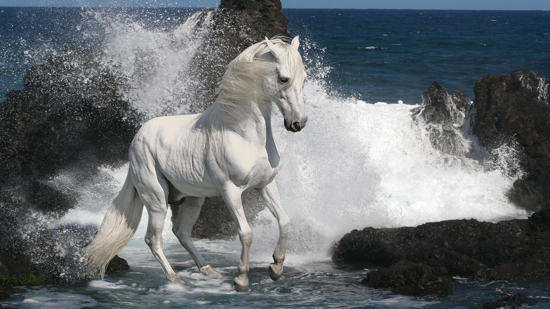 cavallo stallone destriero bianco grigio mare rocce rocce onde schiuma criniera zoccoli