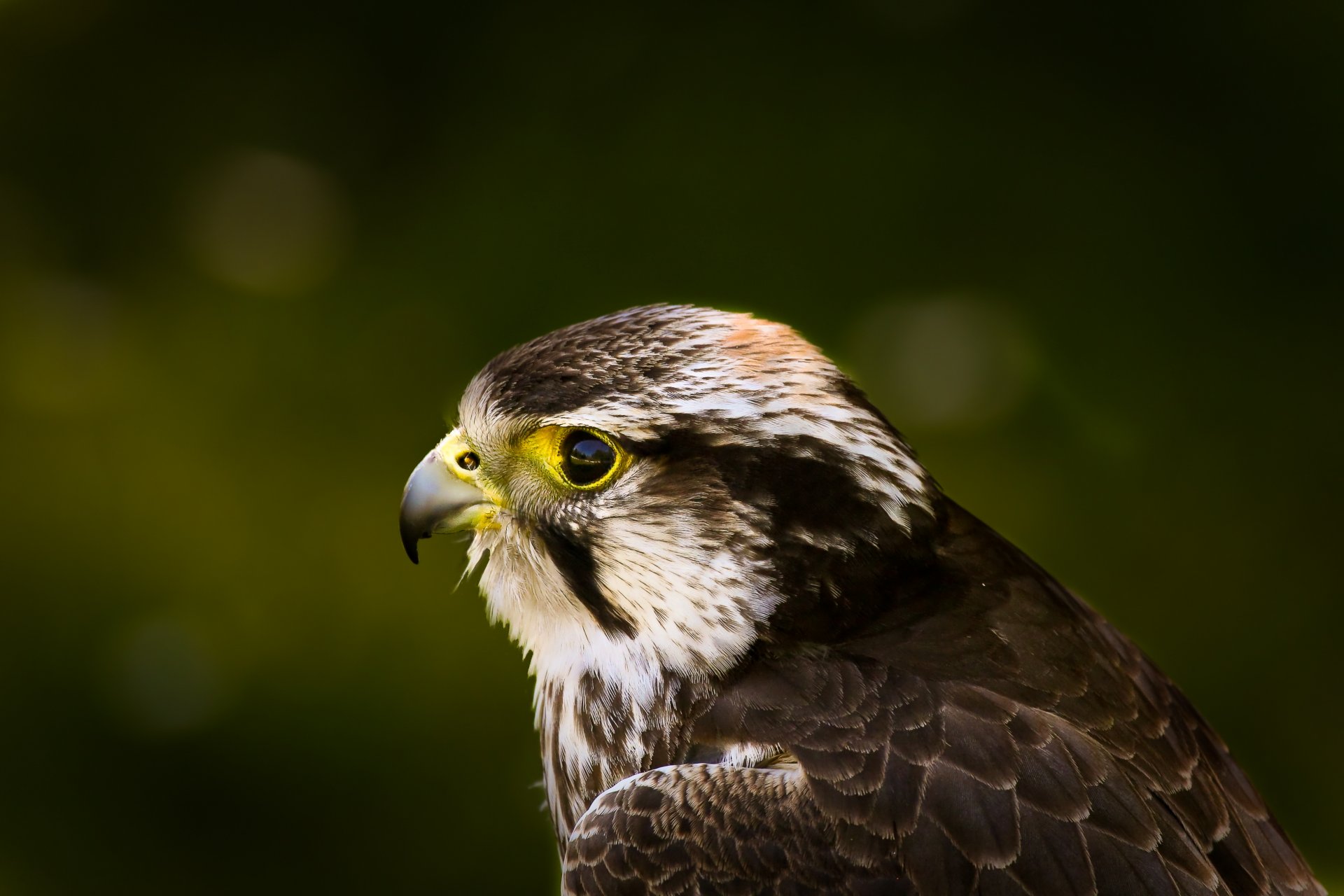 falke vogel blick profil grün hintergrund blendung