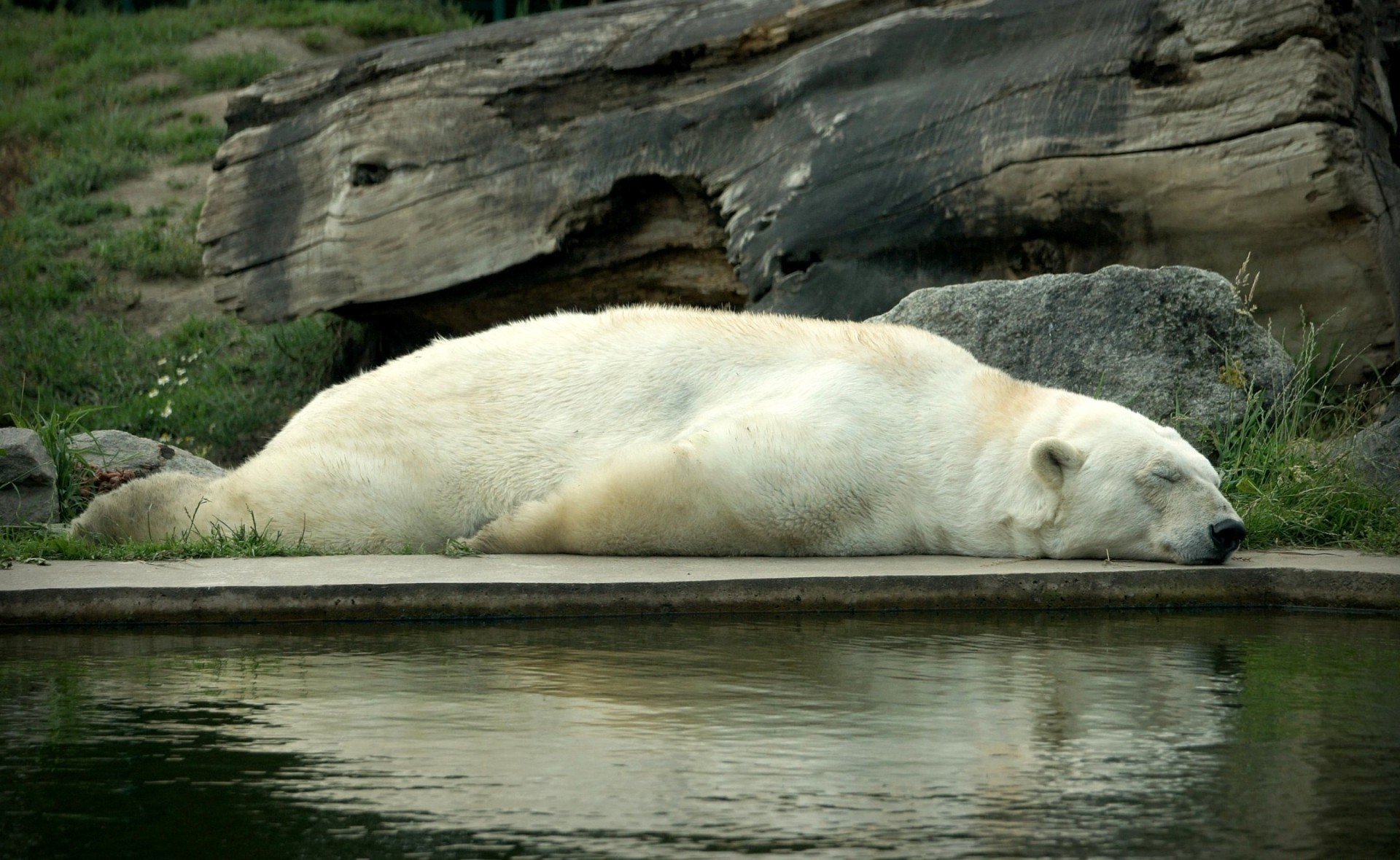 blanc ours dormir dormir repos