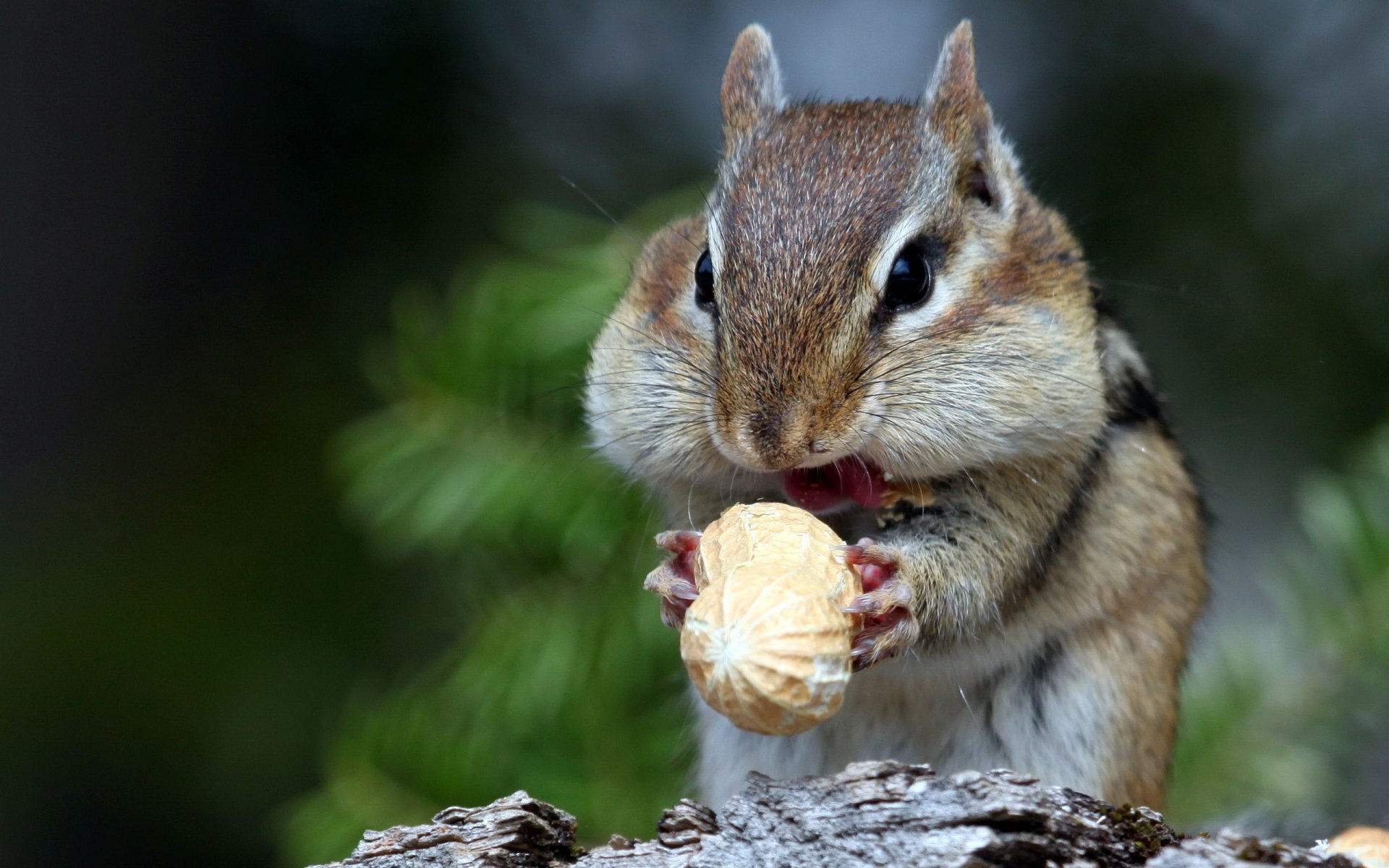 ardilla nueces naturaleza