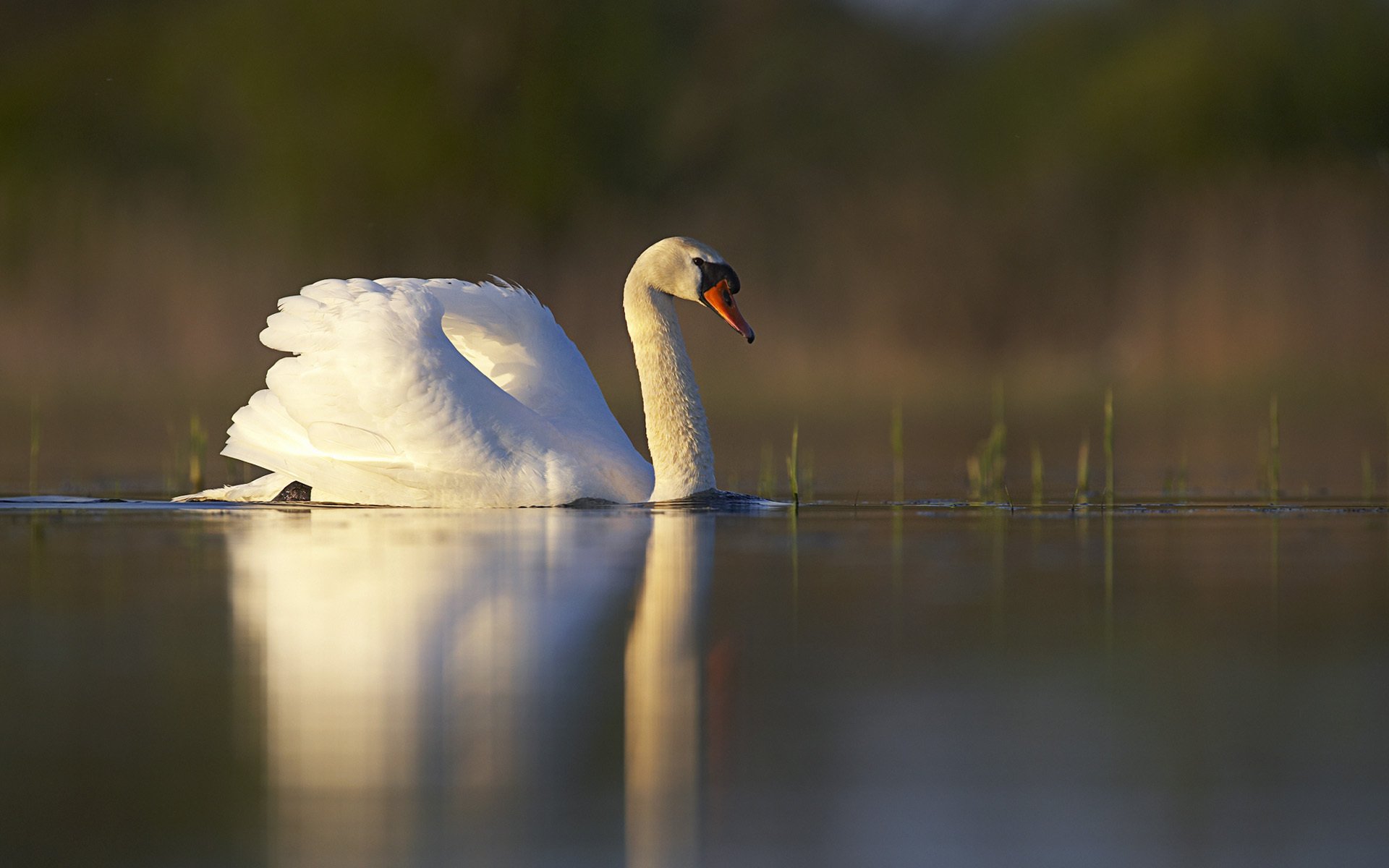 lago stagno cigno uccello bianco riflessione erba superficie liscia tramonto