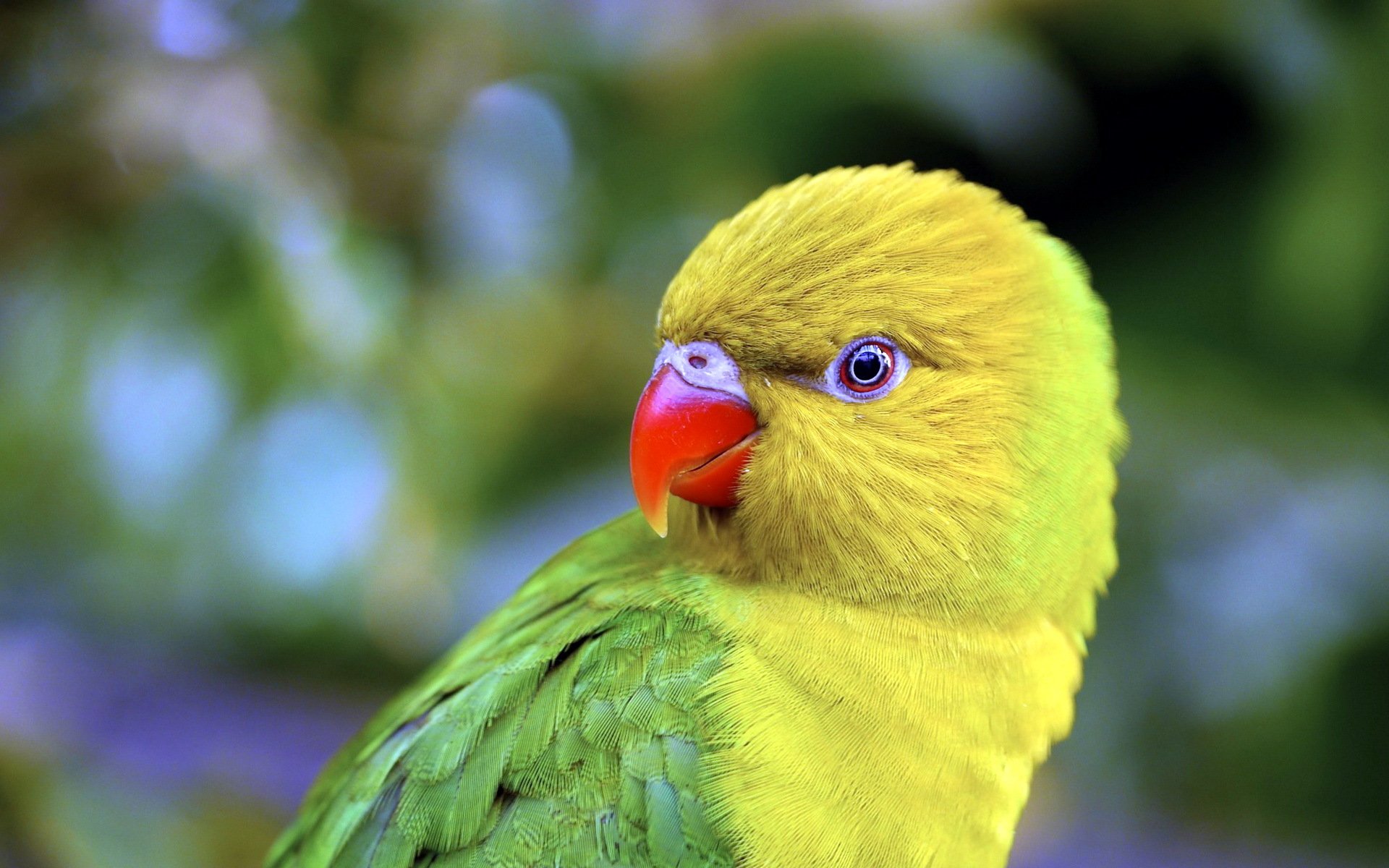 papagei vogel natur