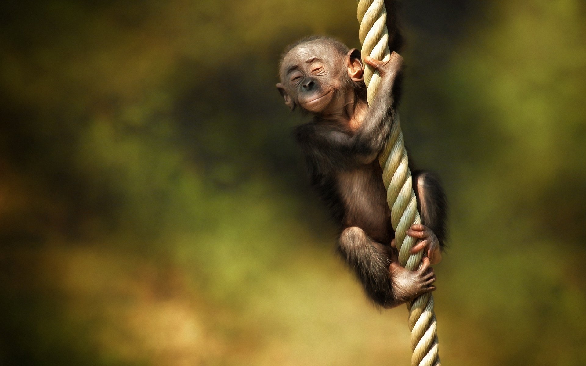 monkey rope