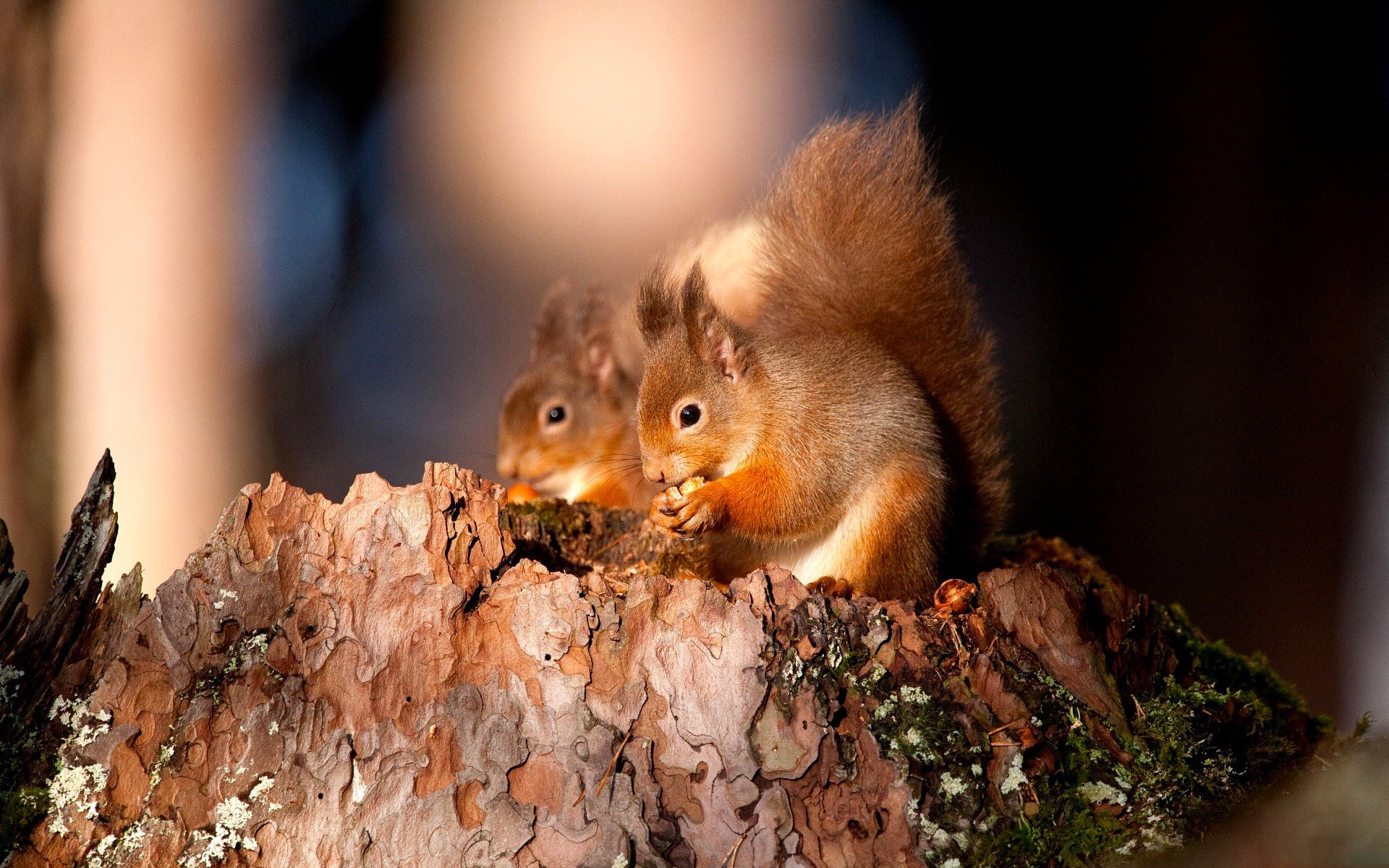 écureuils forêt souche animal mousse écorce noix