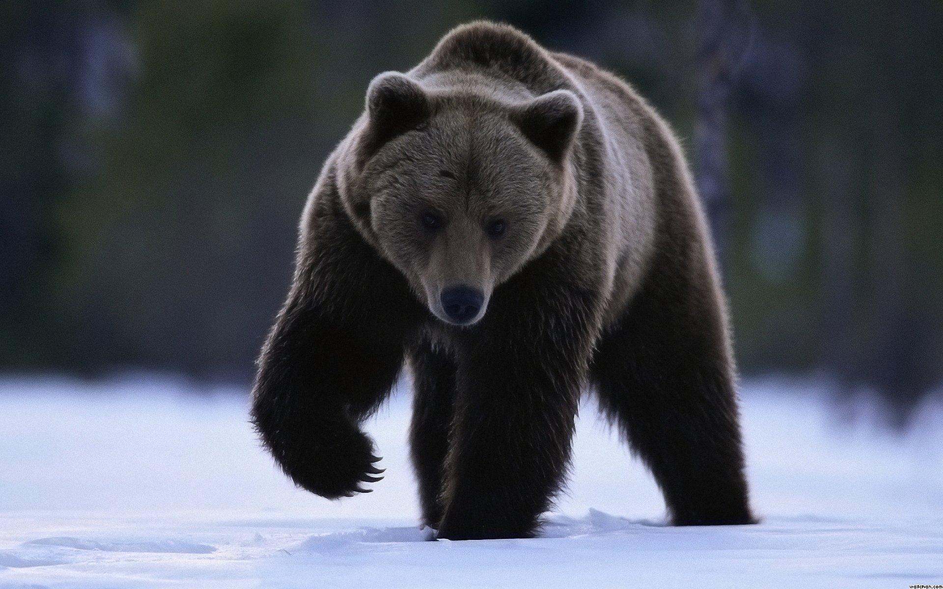 neige ours regard patte