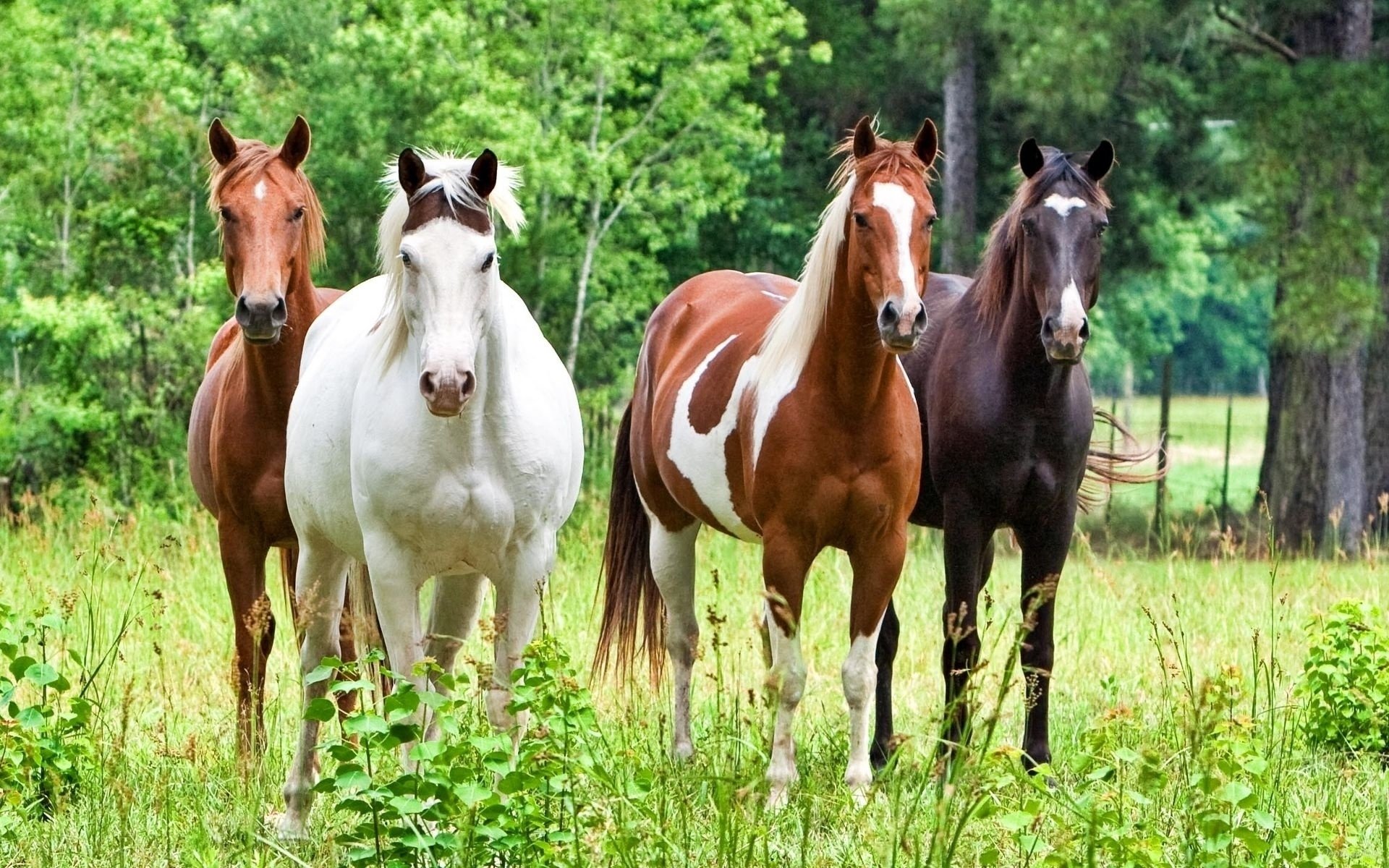 caballos hermoso caballos sementales semental caballo corcel corcel animales naturaleza árboles bosque hierba