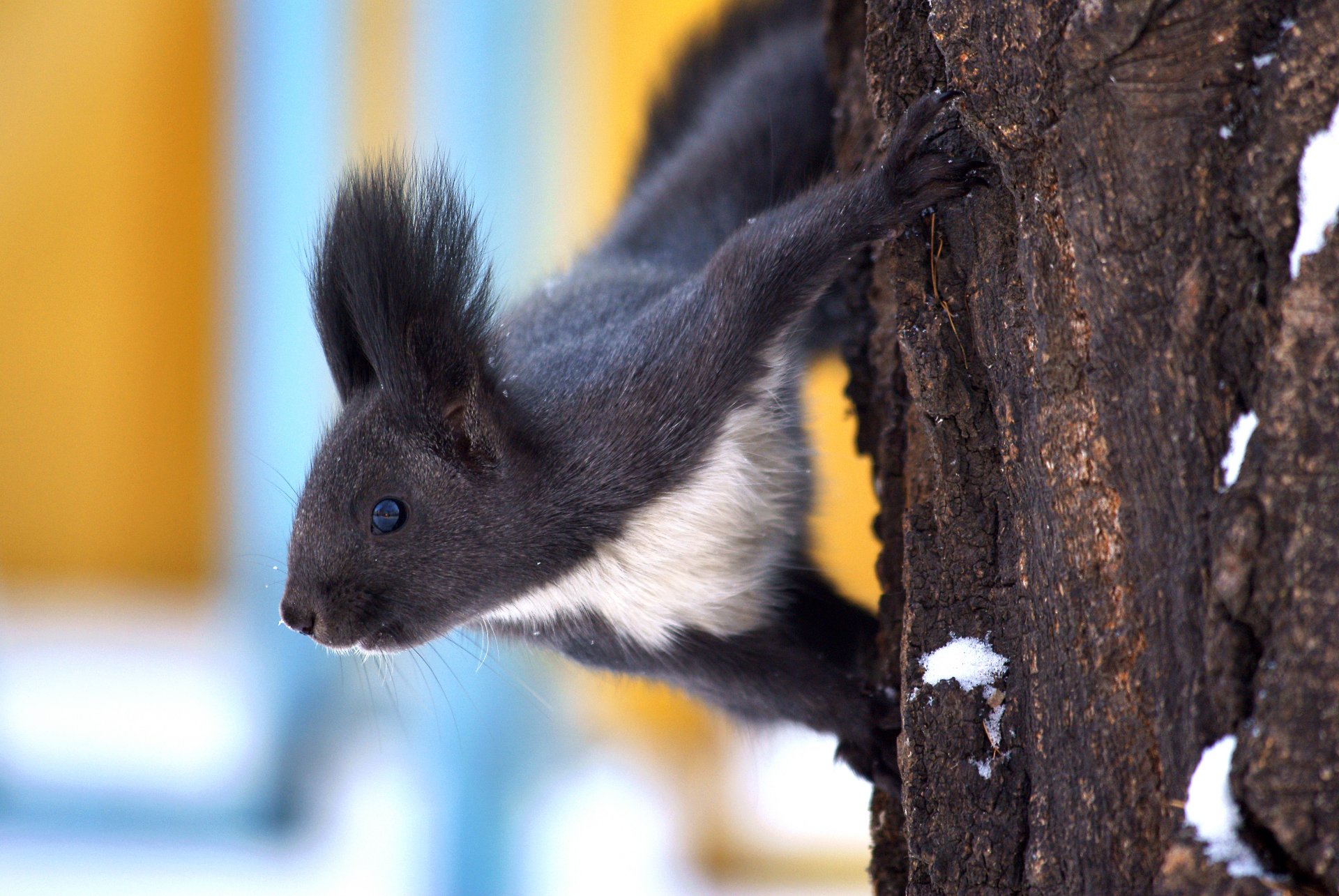 ardilla en un árbol vista