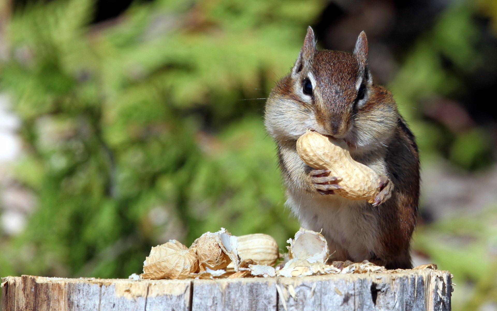 chipmunk nüsse natur