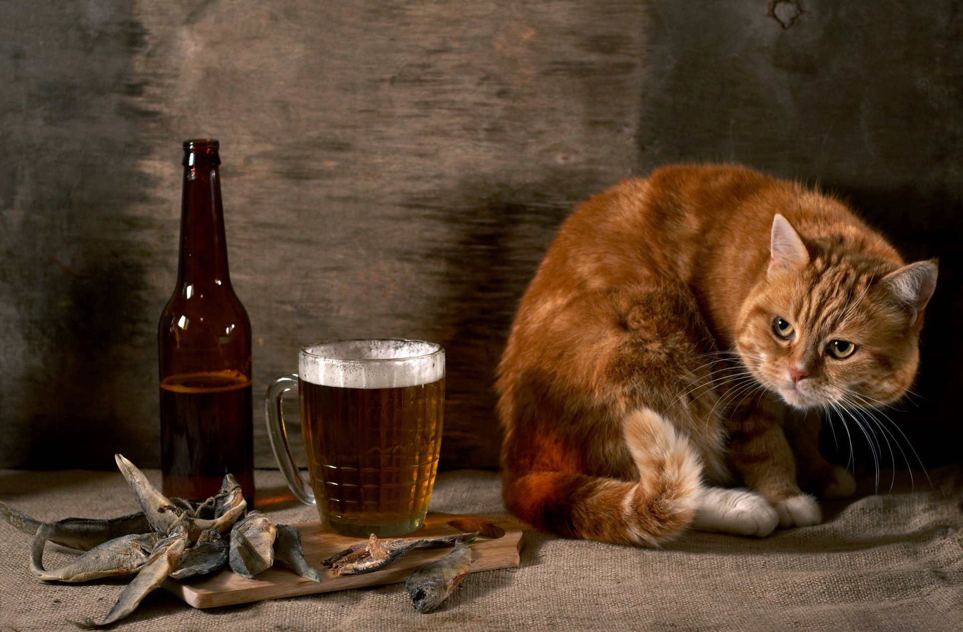 red cat suspicious fish a bottle beer burlap wall