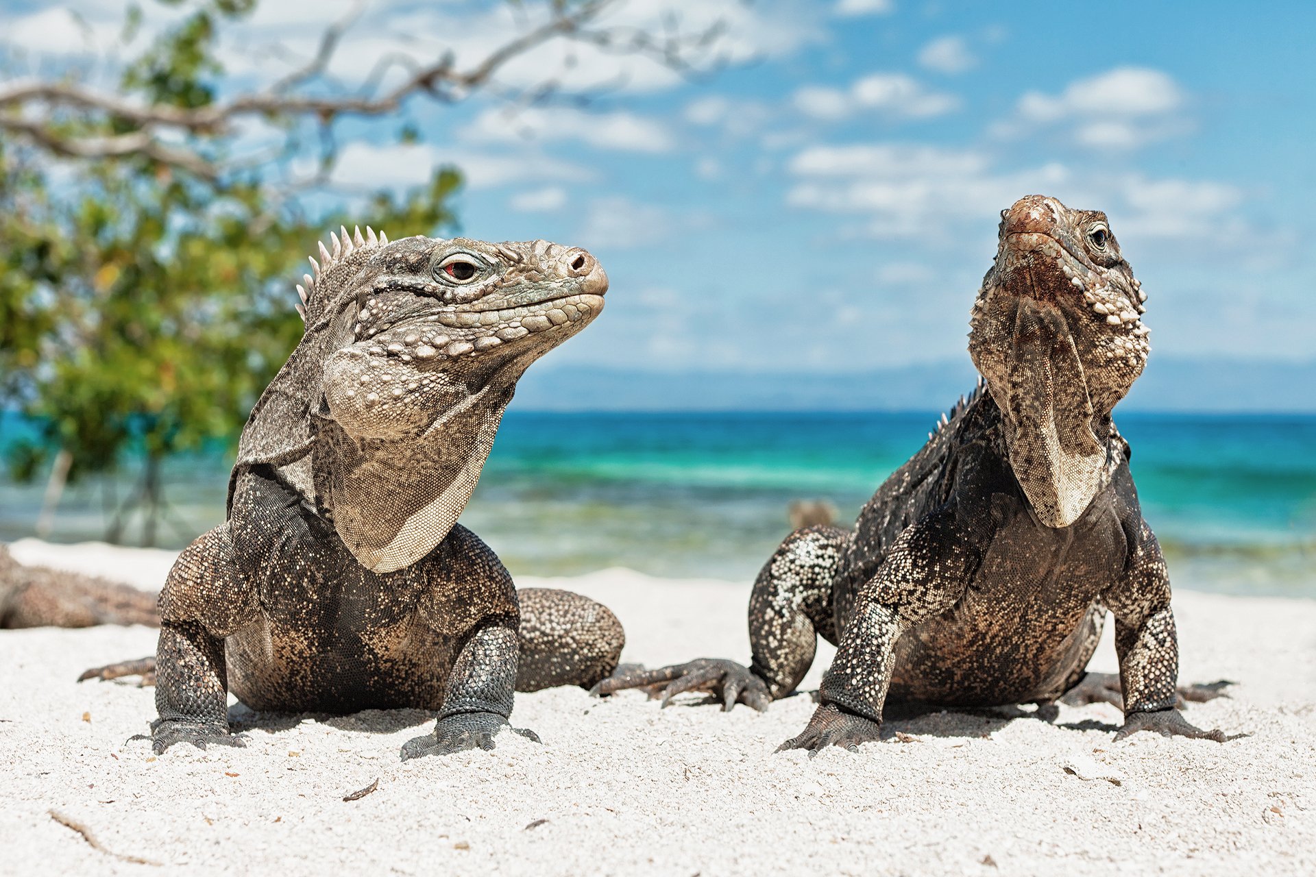 iguana lizard animals beach cuba