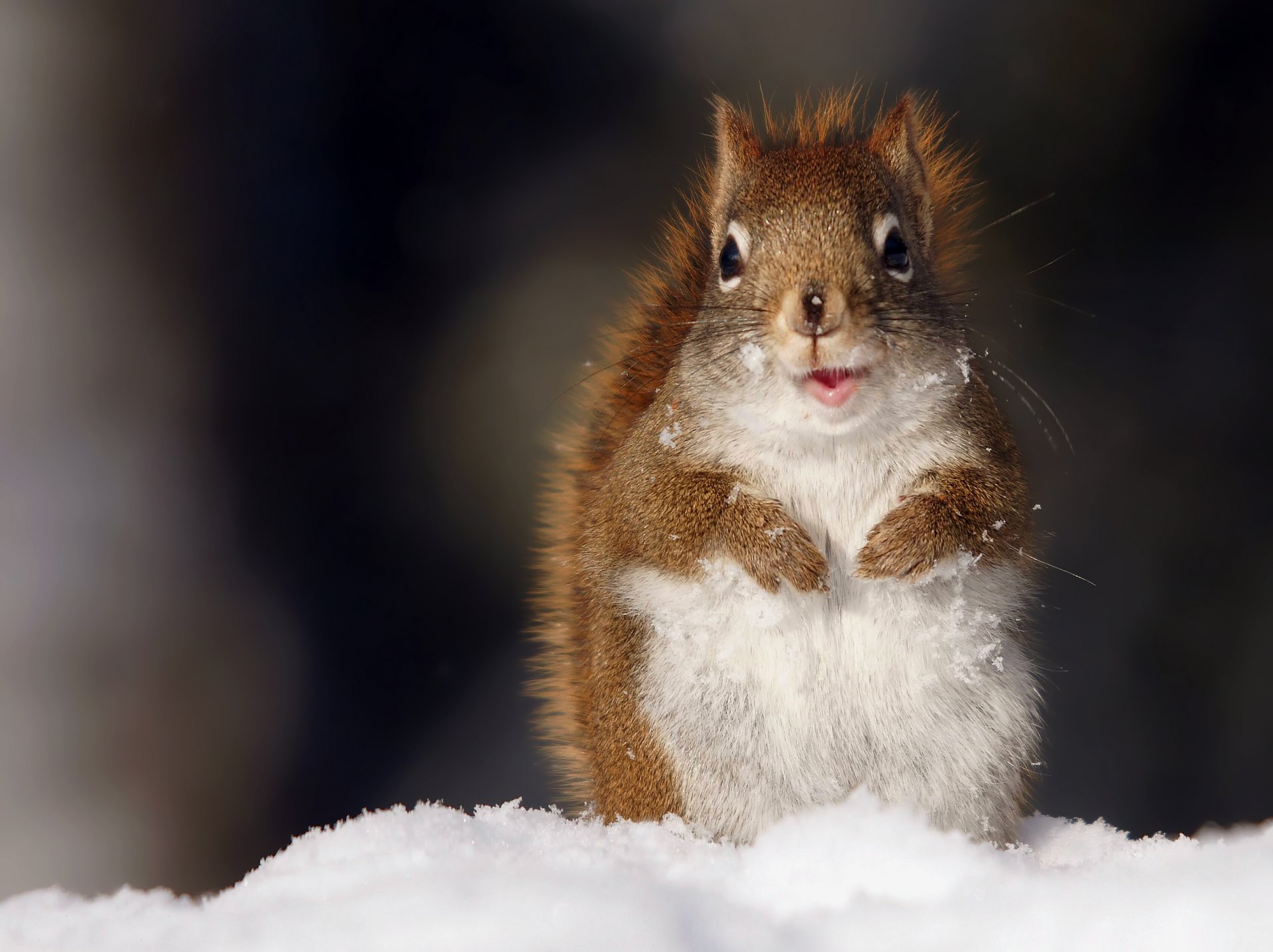 eichhörnchen schnee schaut zu