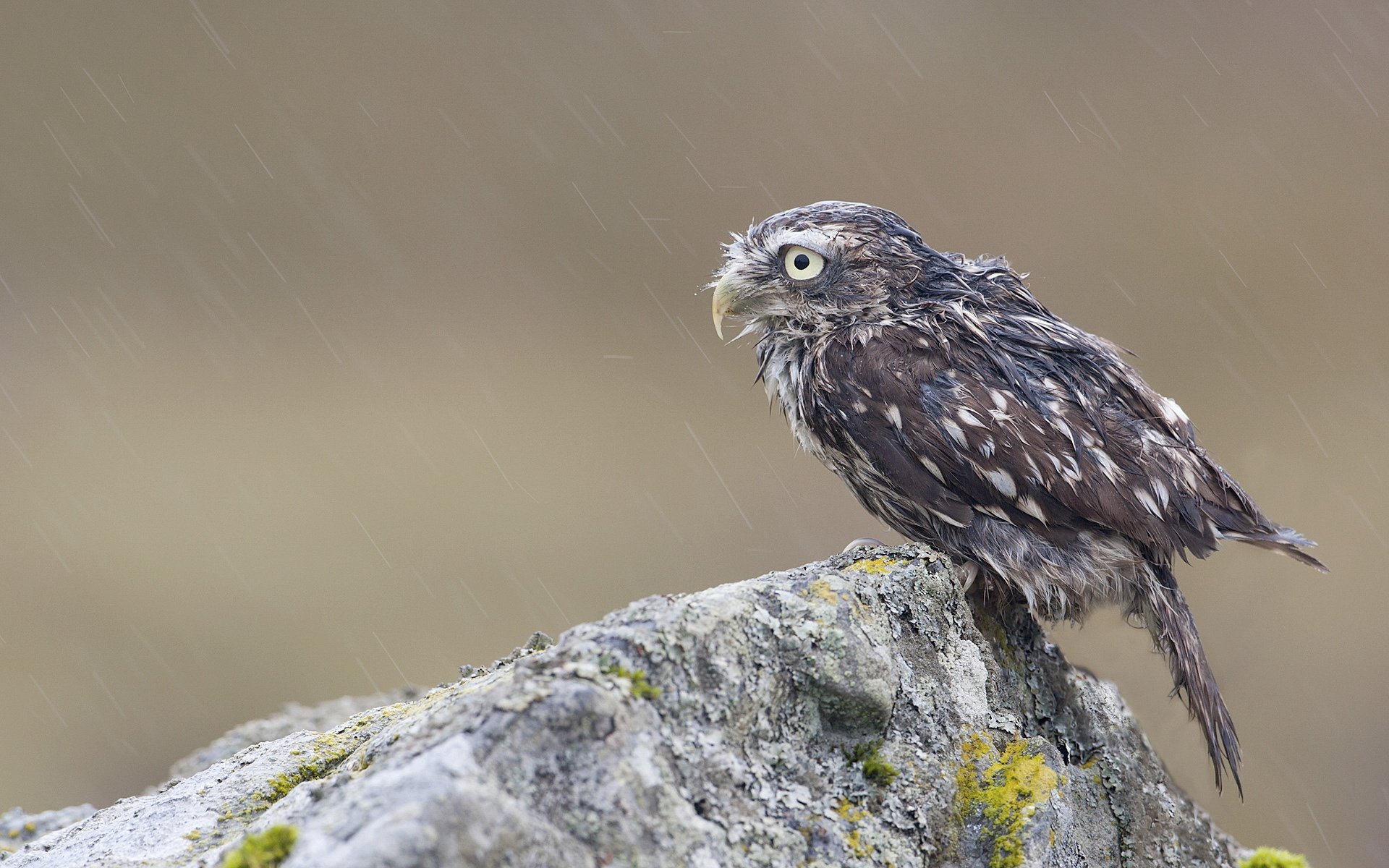 owl chick poultry rock stone wet rain mo