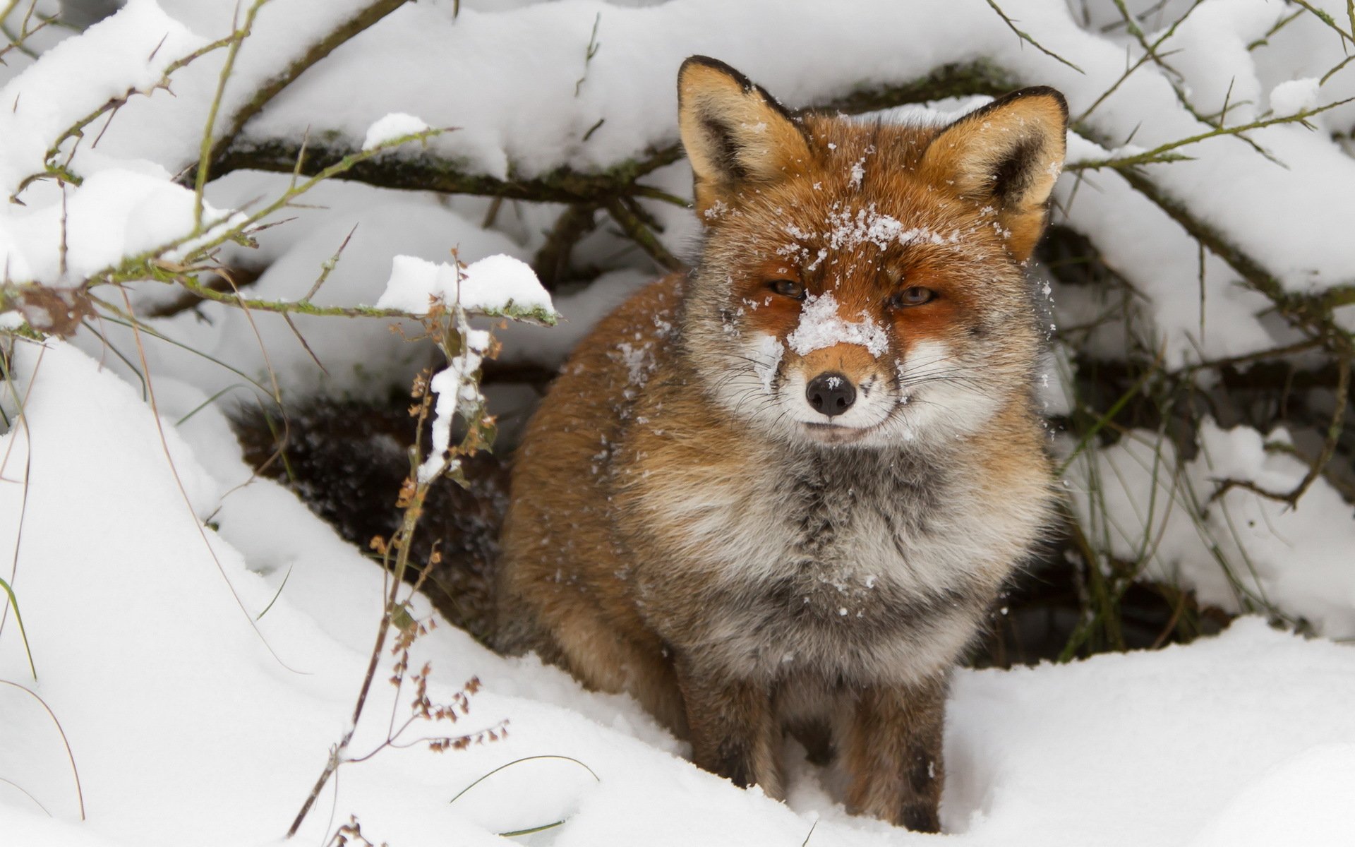 zorro invierno nieve