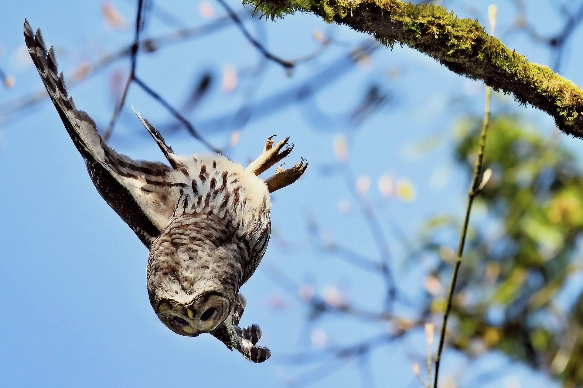 owl falls flies down wing branch