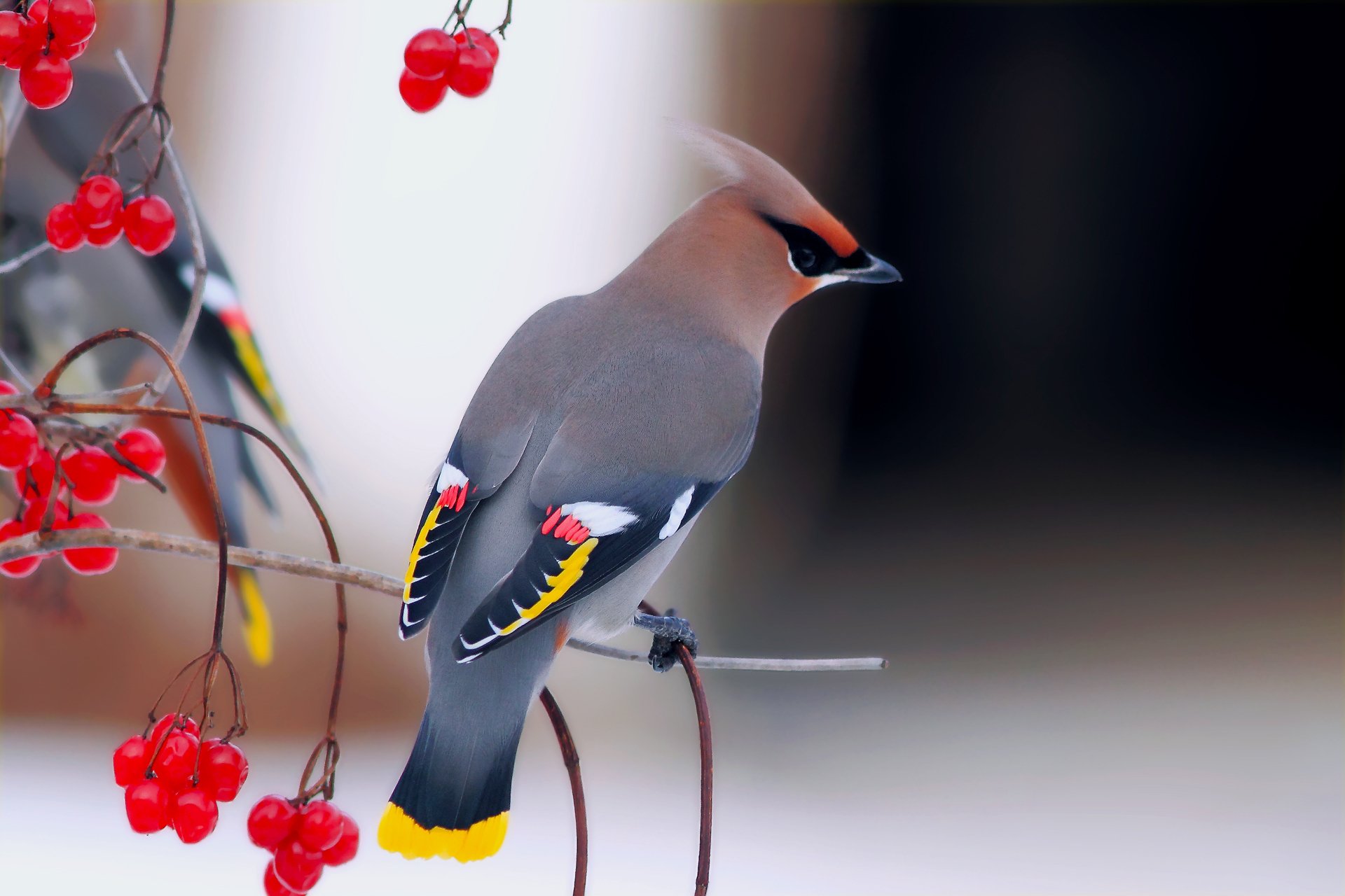 uccelli waxwing bello viburno rami