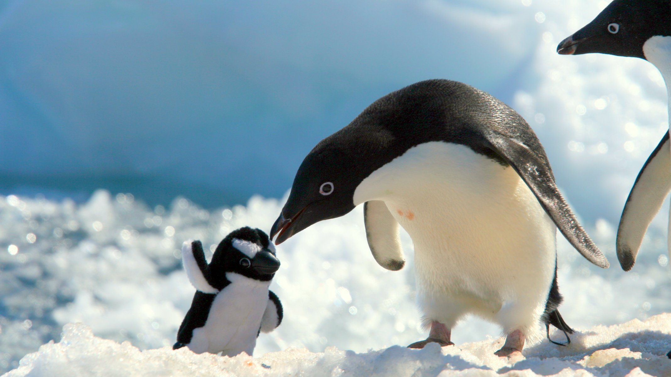 pinguino giocattolo neve