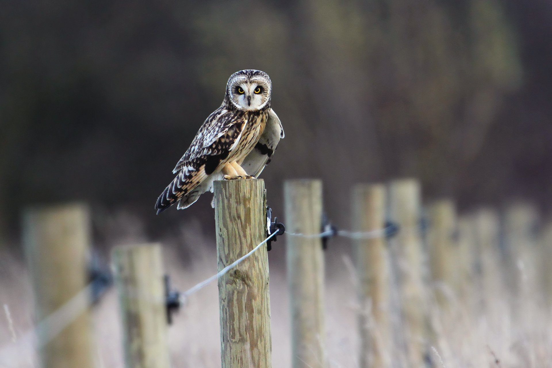 poultry owl fence the field