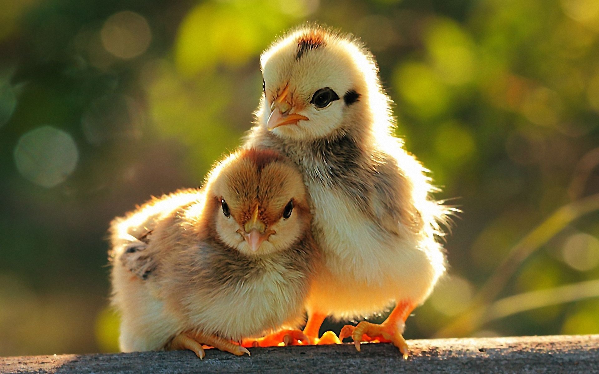 oiseaux poussins poussins couple