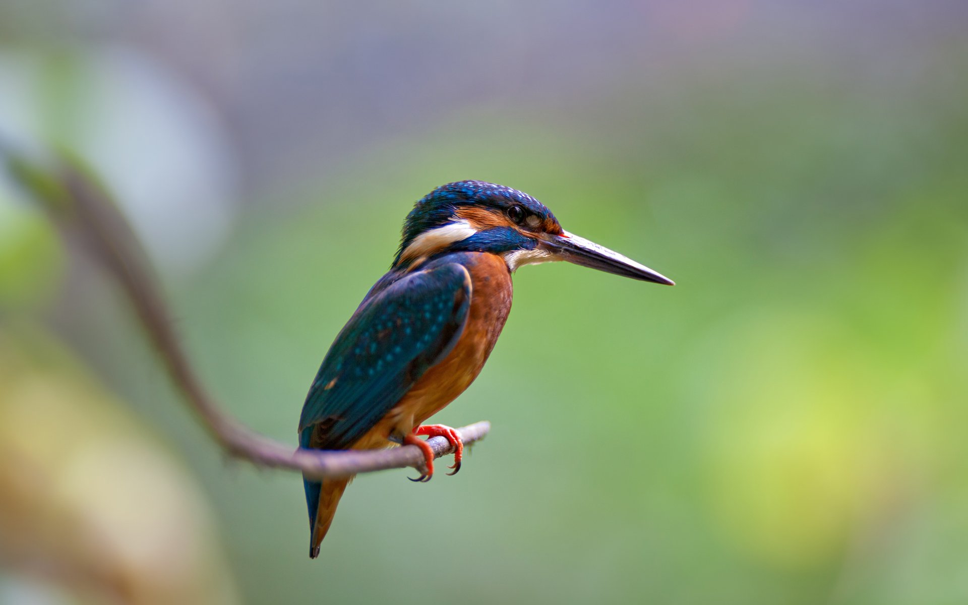 oiseau branche martin-pêcheur commun alcedo atthis martin-pêcheur