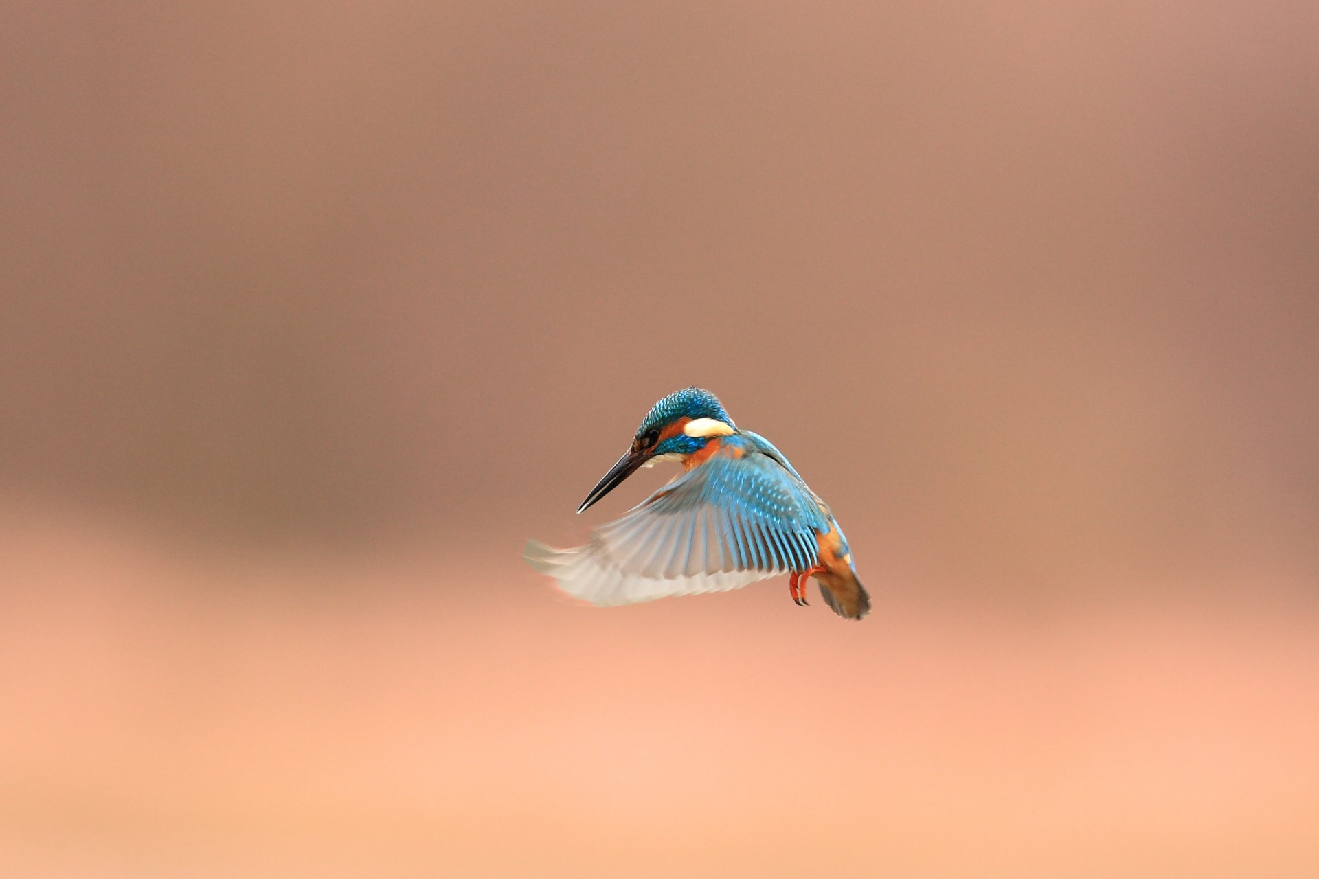 птица зимородок alcedo atthi