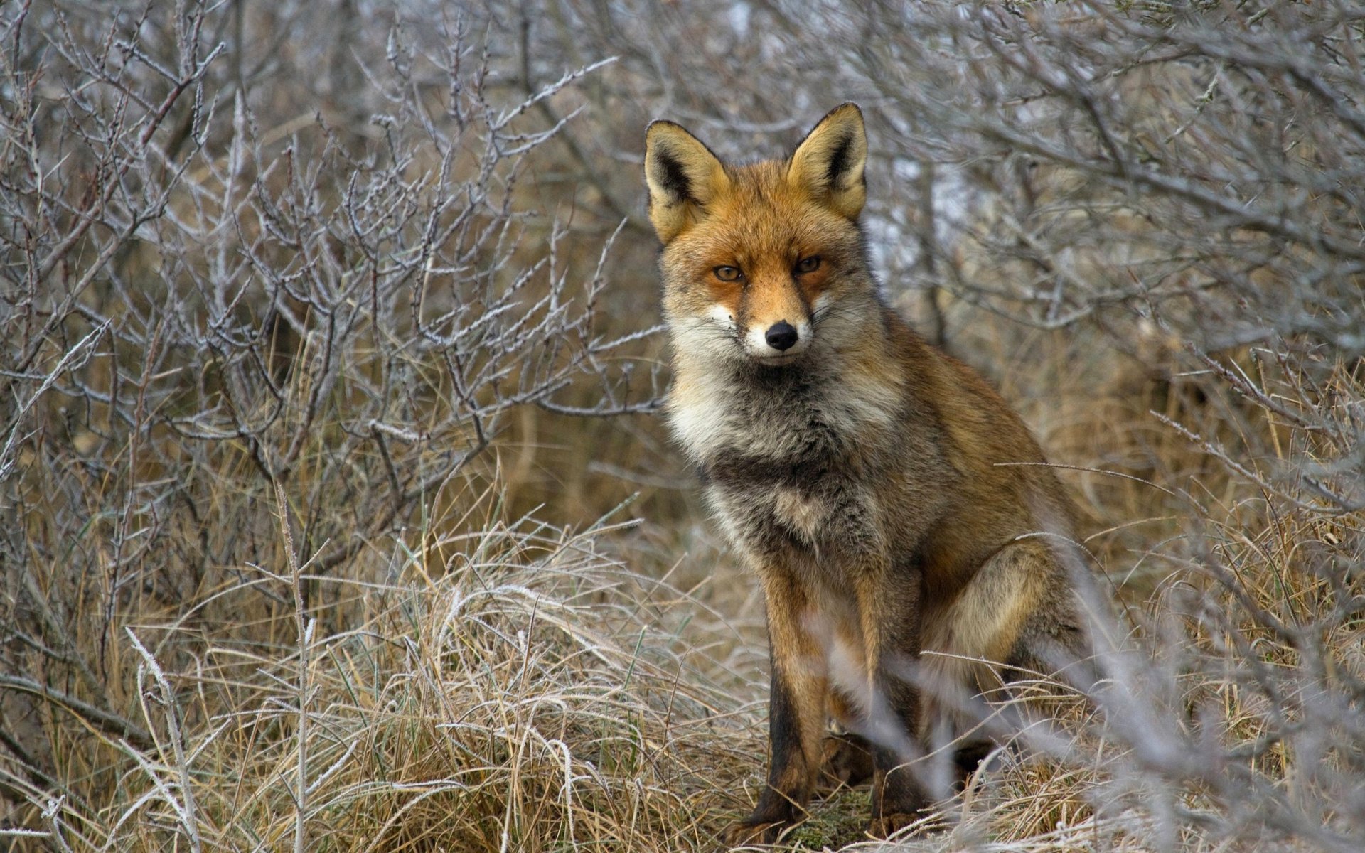 fox fox grass bushe