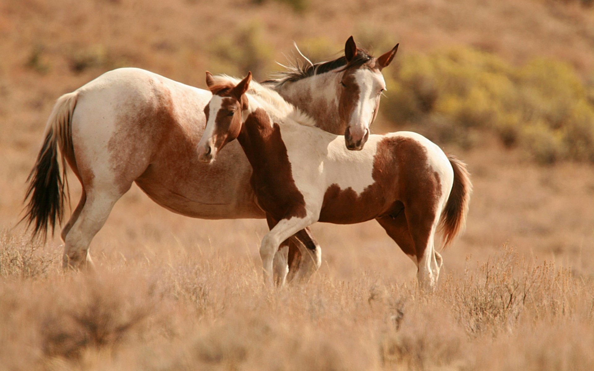 animals horse horses horse horses pony stallion stallions steeds two nature brown