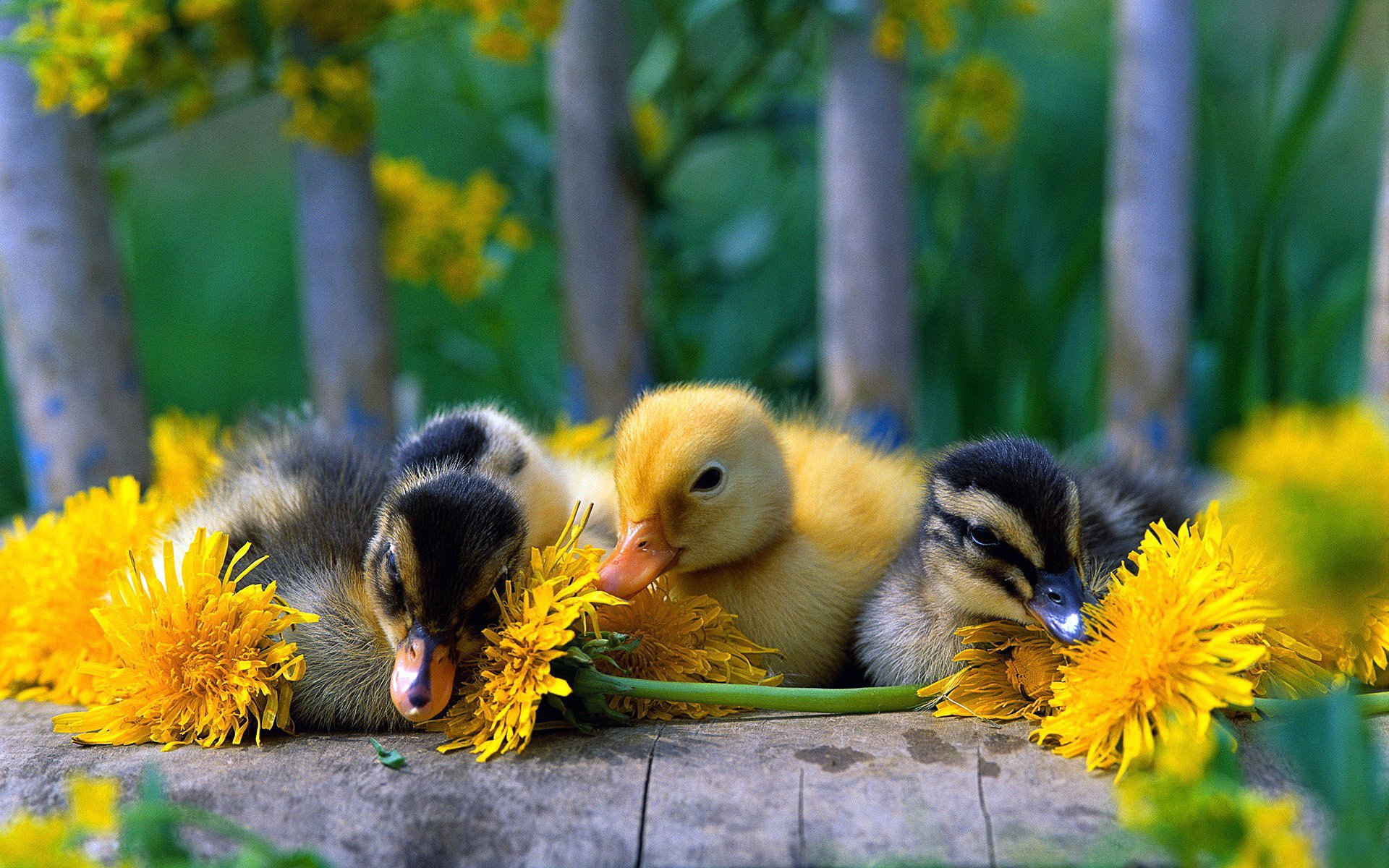 oiseaux canetons bec rio gros plan jaune pissenlit fleurs