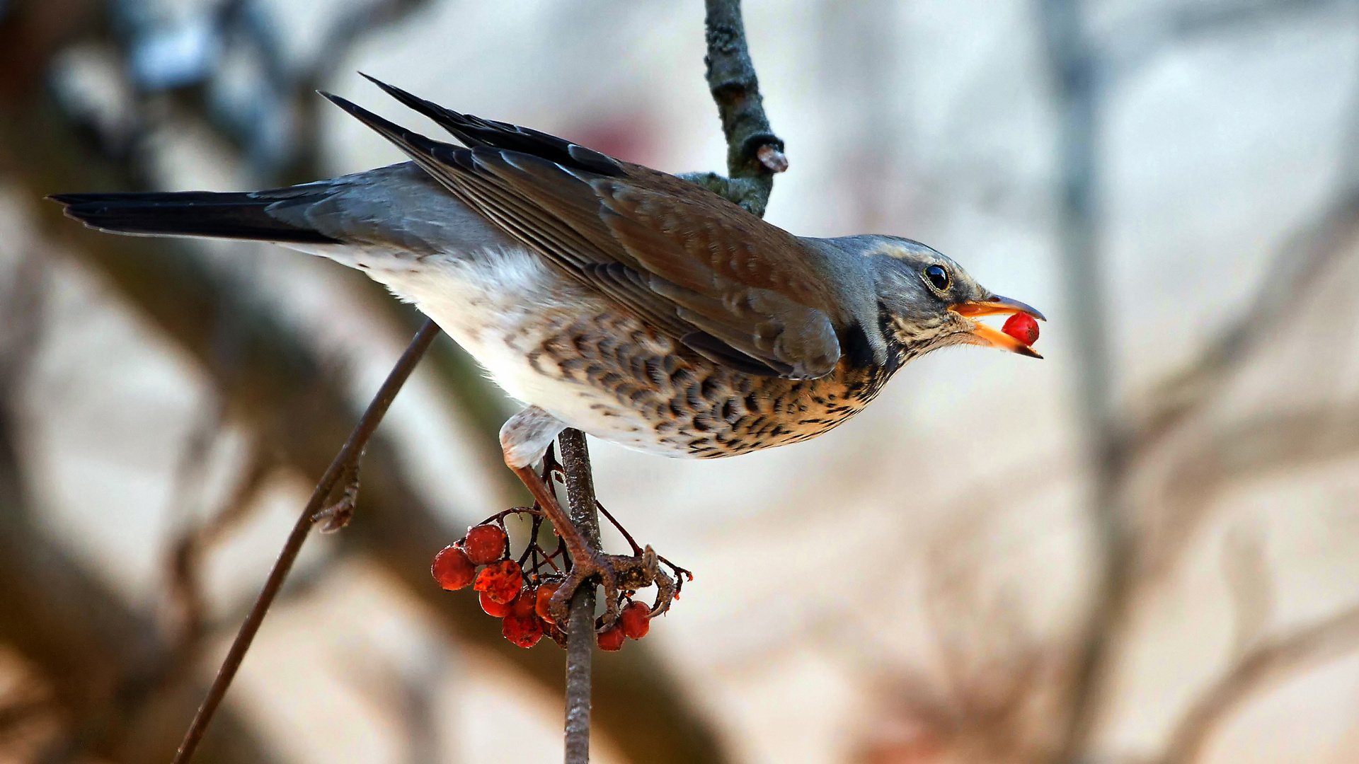 vogel amsel auf einem ast beere eberesche