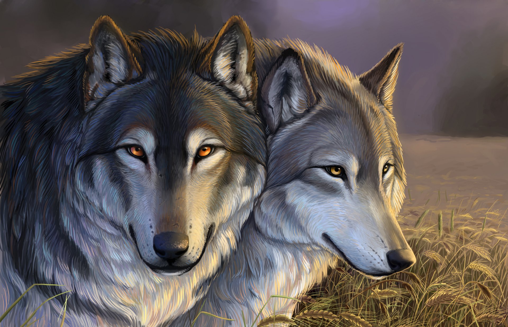 wolves the field ears grass cloud