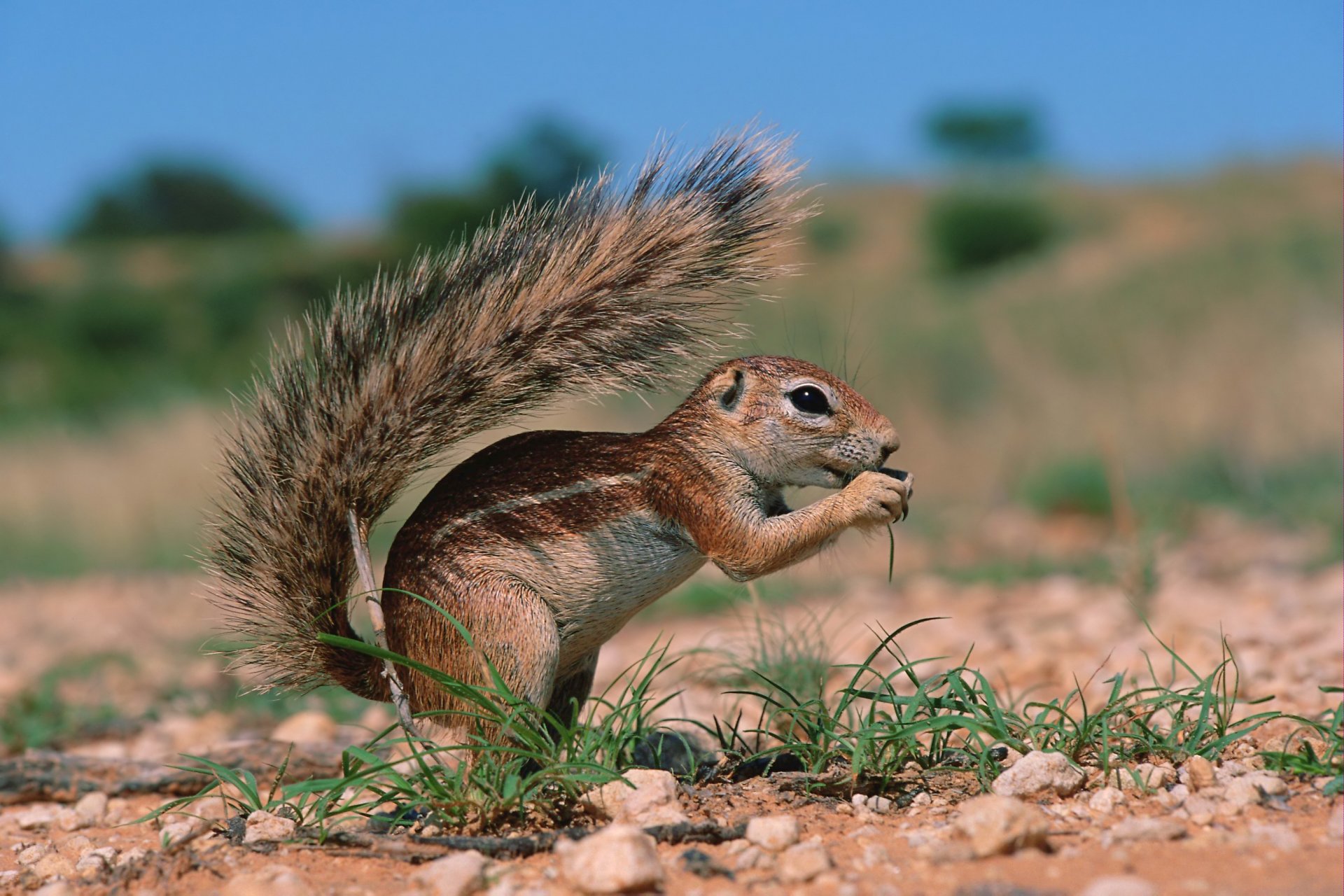 ground squirrel rodent land grass sky