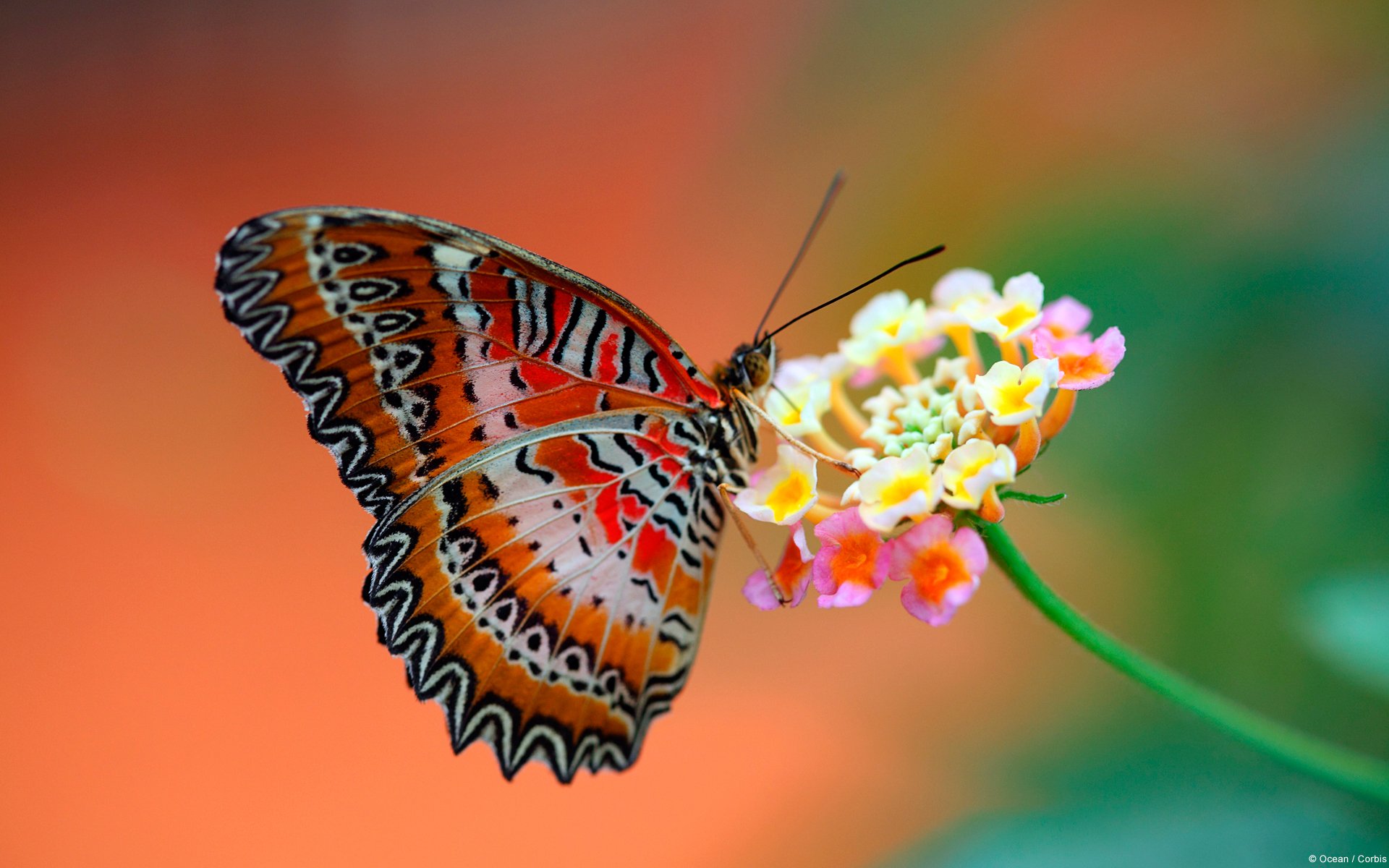 butterfly flower wings background