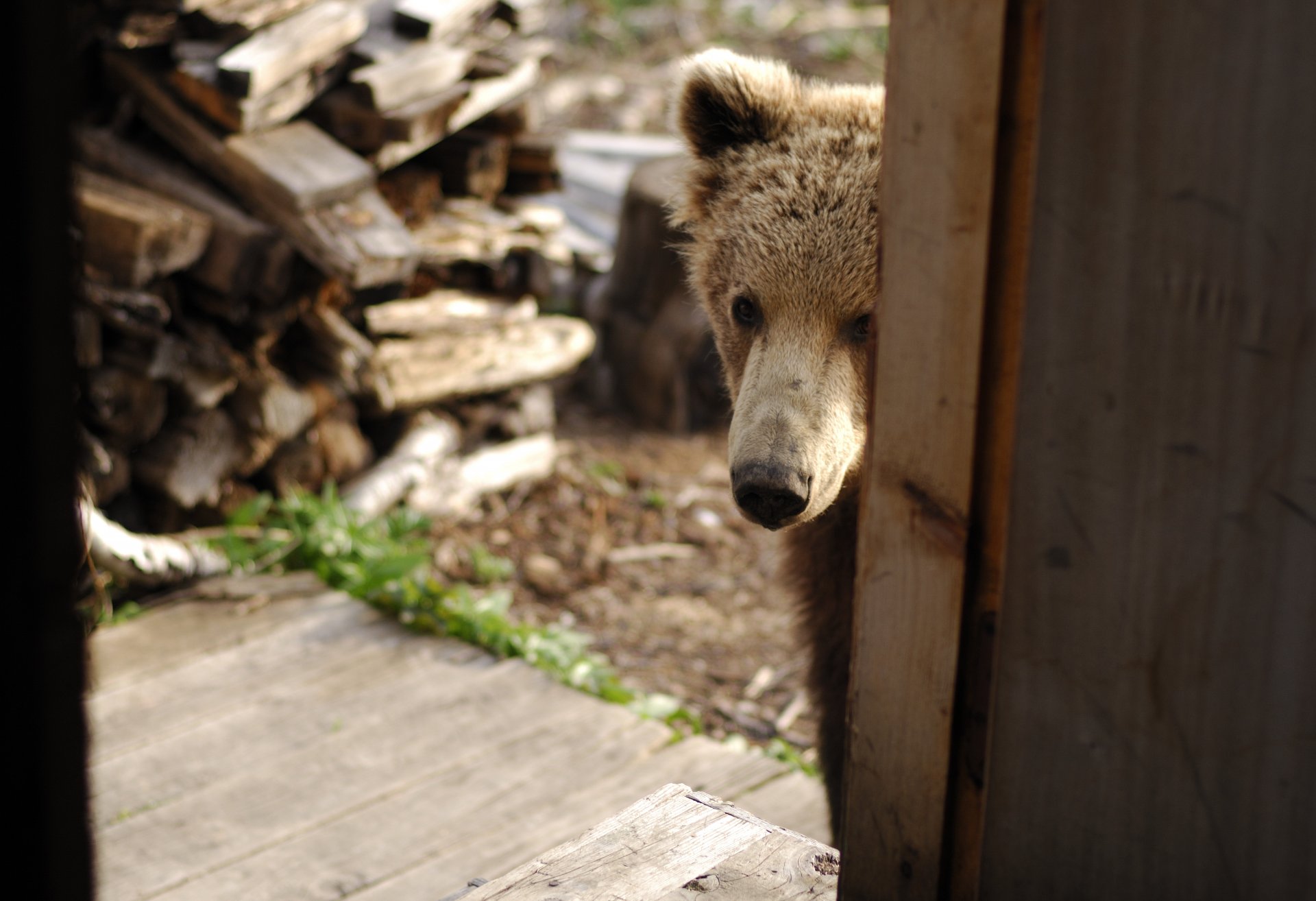 bear bear cub came to visit house firewood nose animal wallpaper