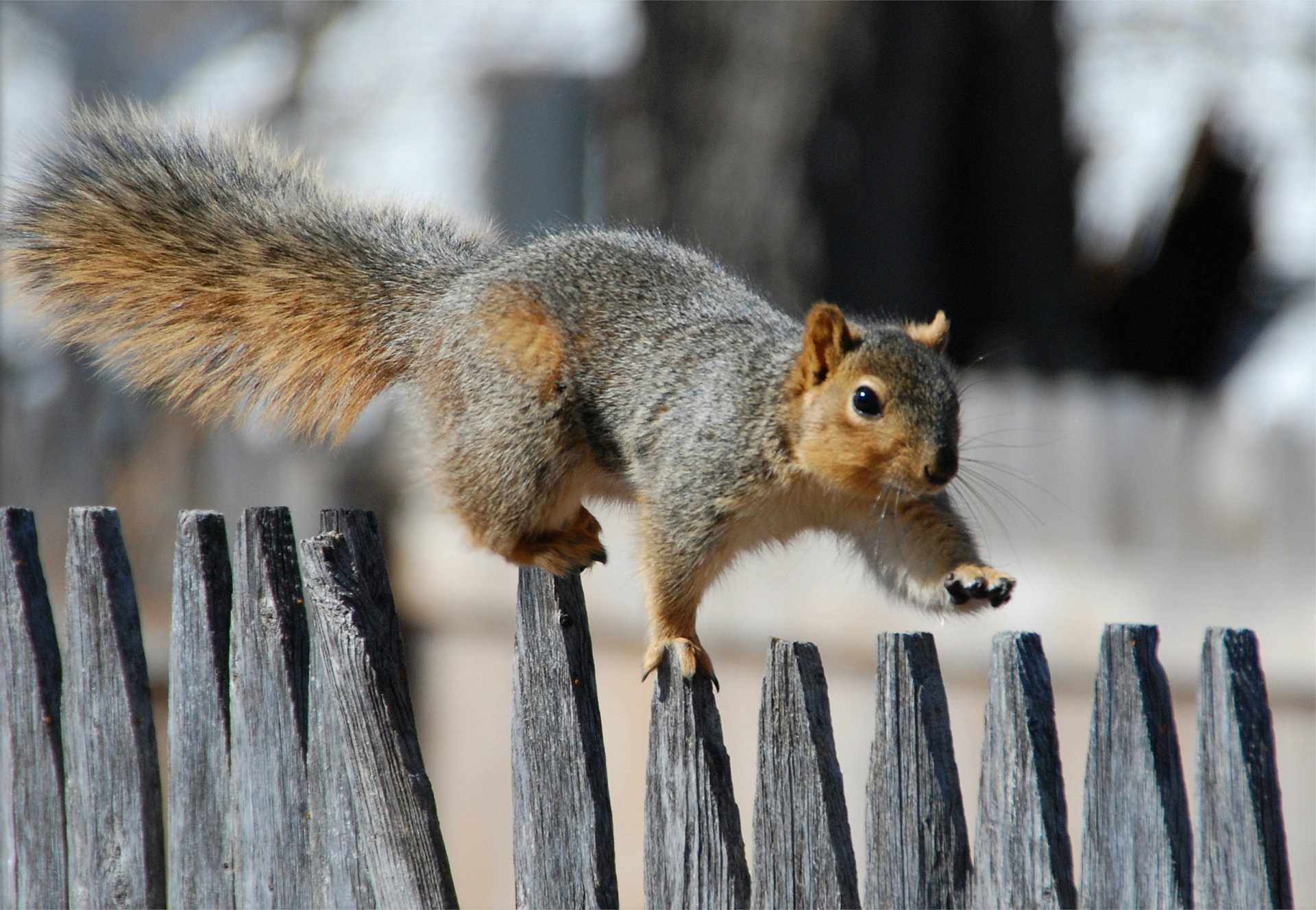 quirrel fence walk