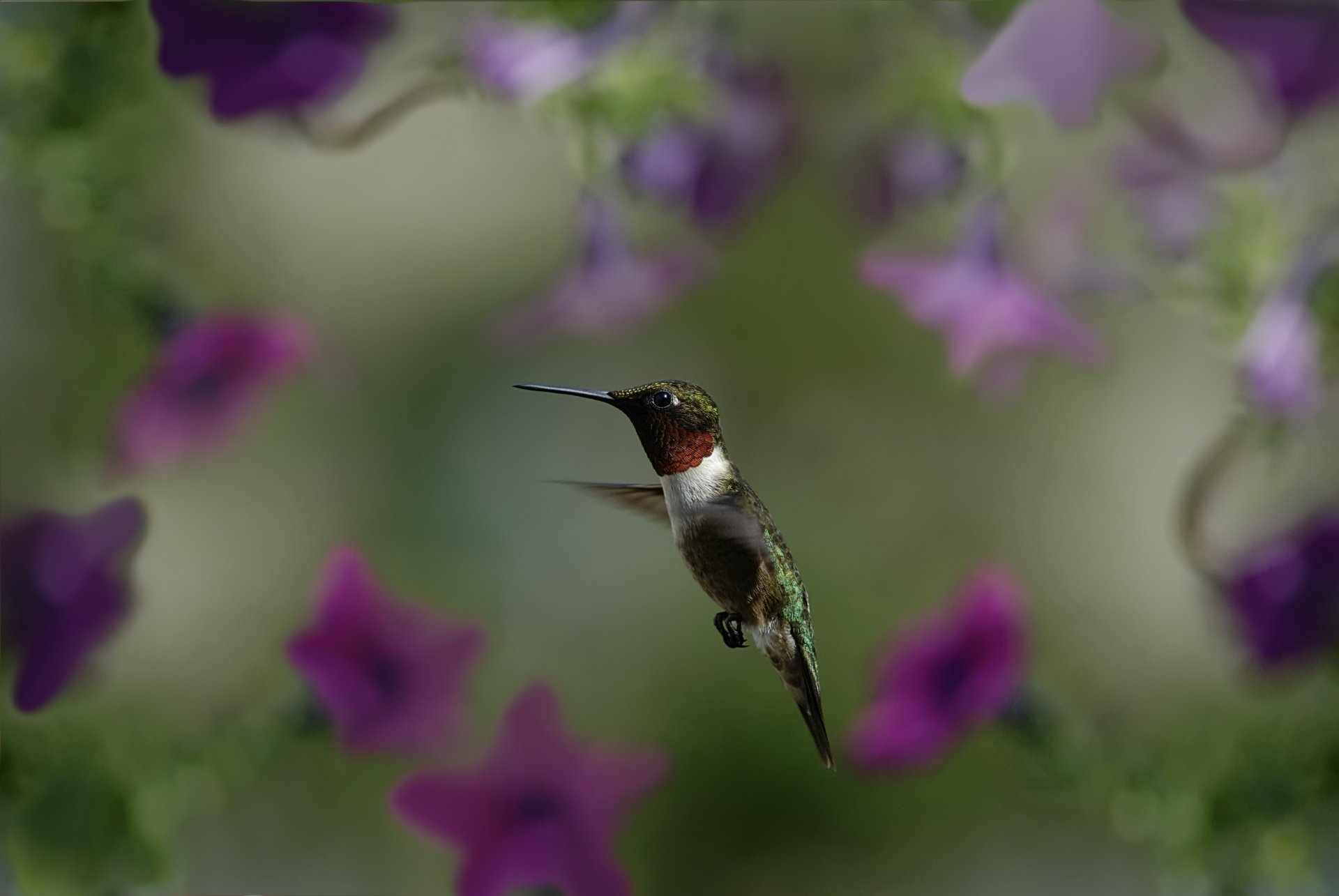 gros plan birdie oiseau colibri vol fleurs flou