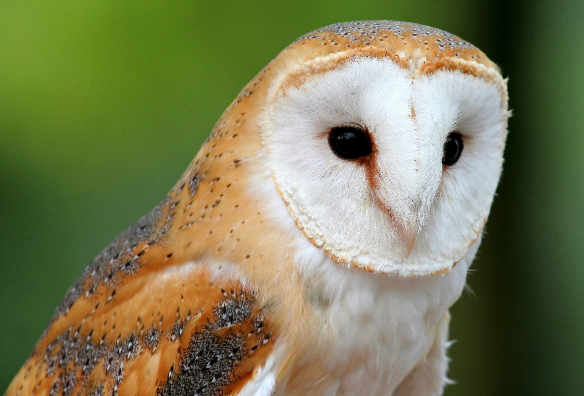 animaux hibou sipuha fond d écran