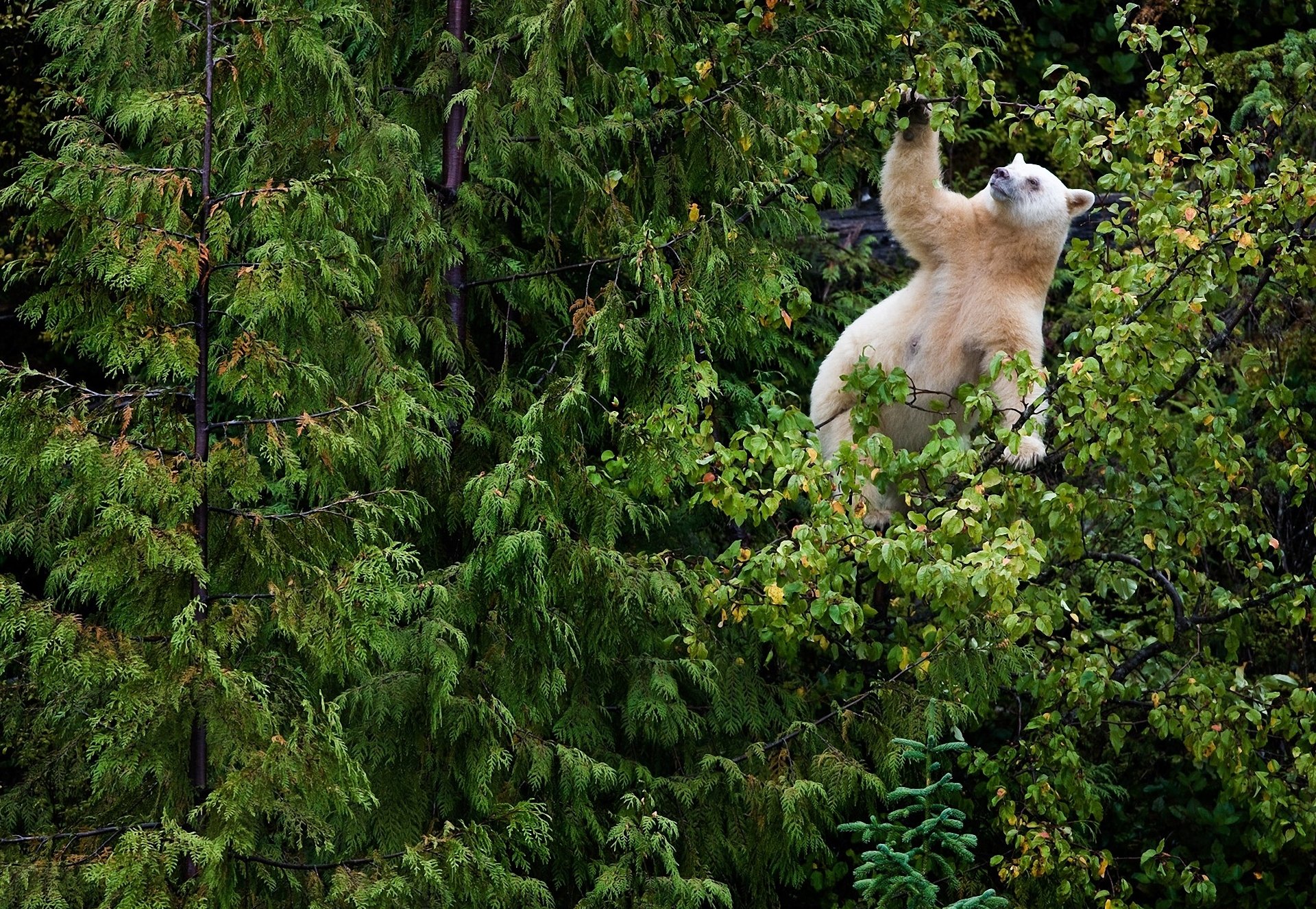 bear white tree thicket forest branches leaves spruce