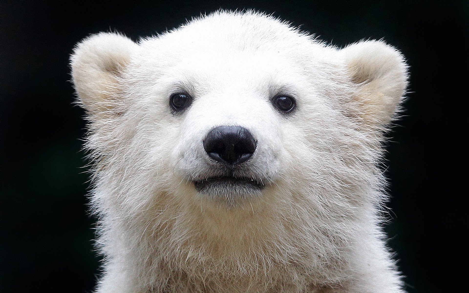 ours polaire ours polaire ours du nord ours de mer oshkui ursus maritimu