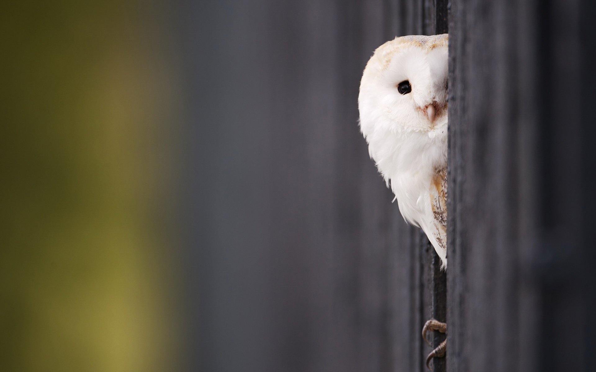 owl chick eye