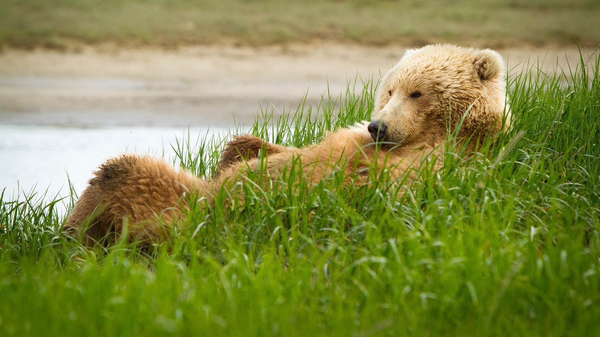 bär grizzly gras