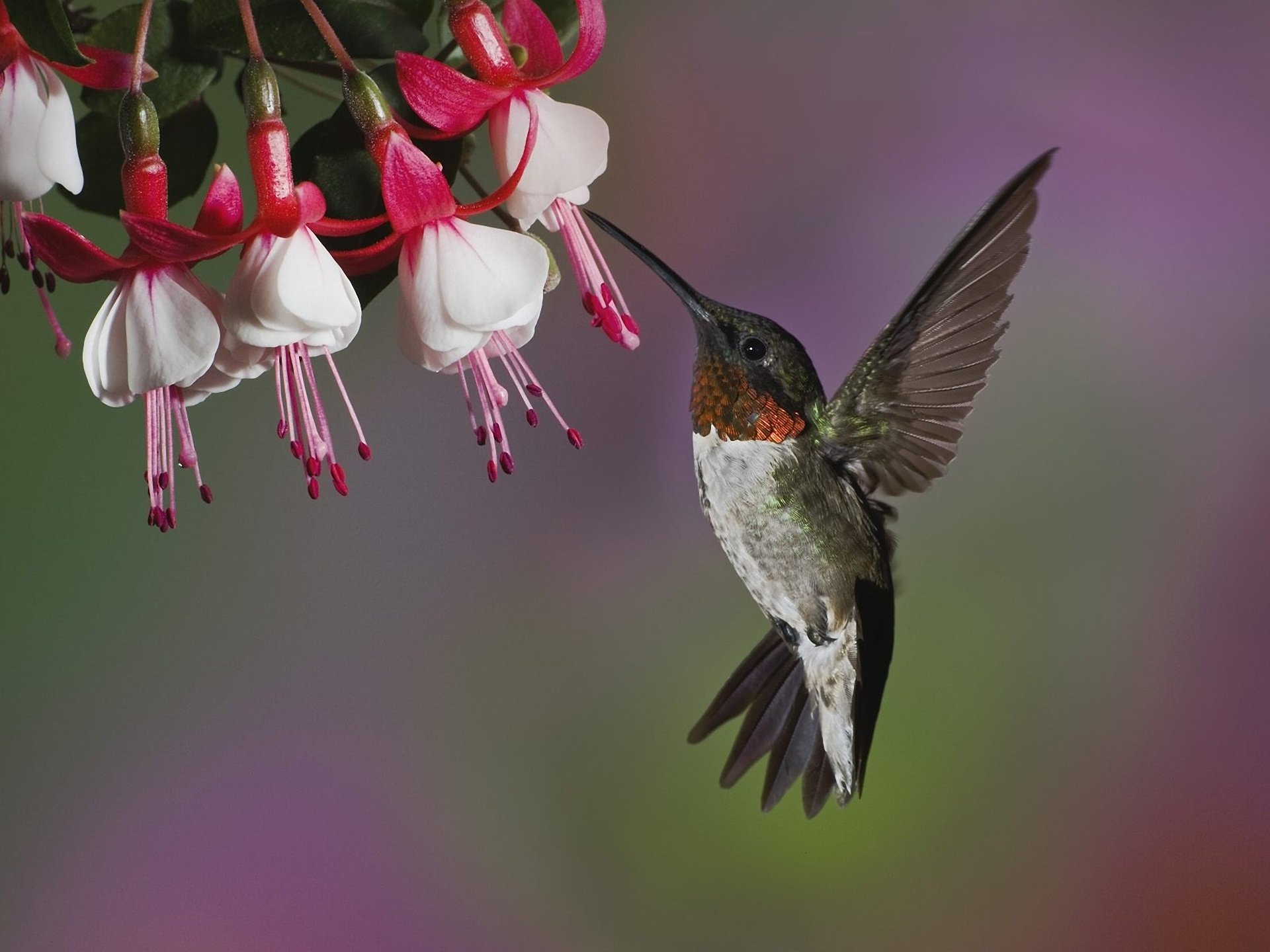 oiseau colibri fleur fuchsia gros plan