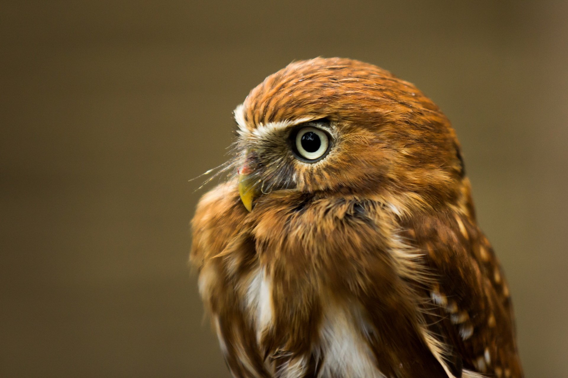 oiseau hibou fond