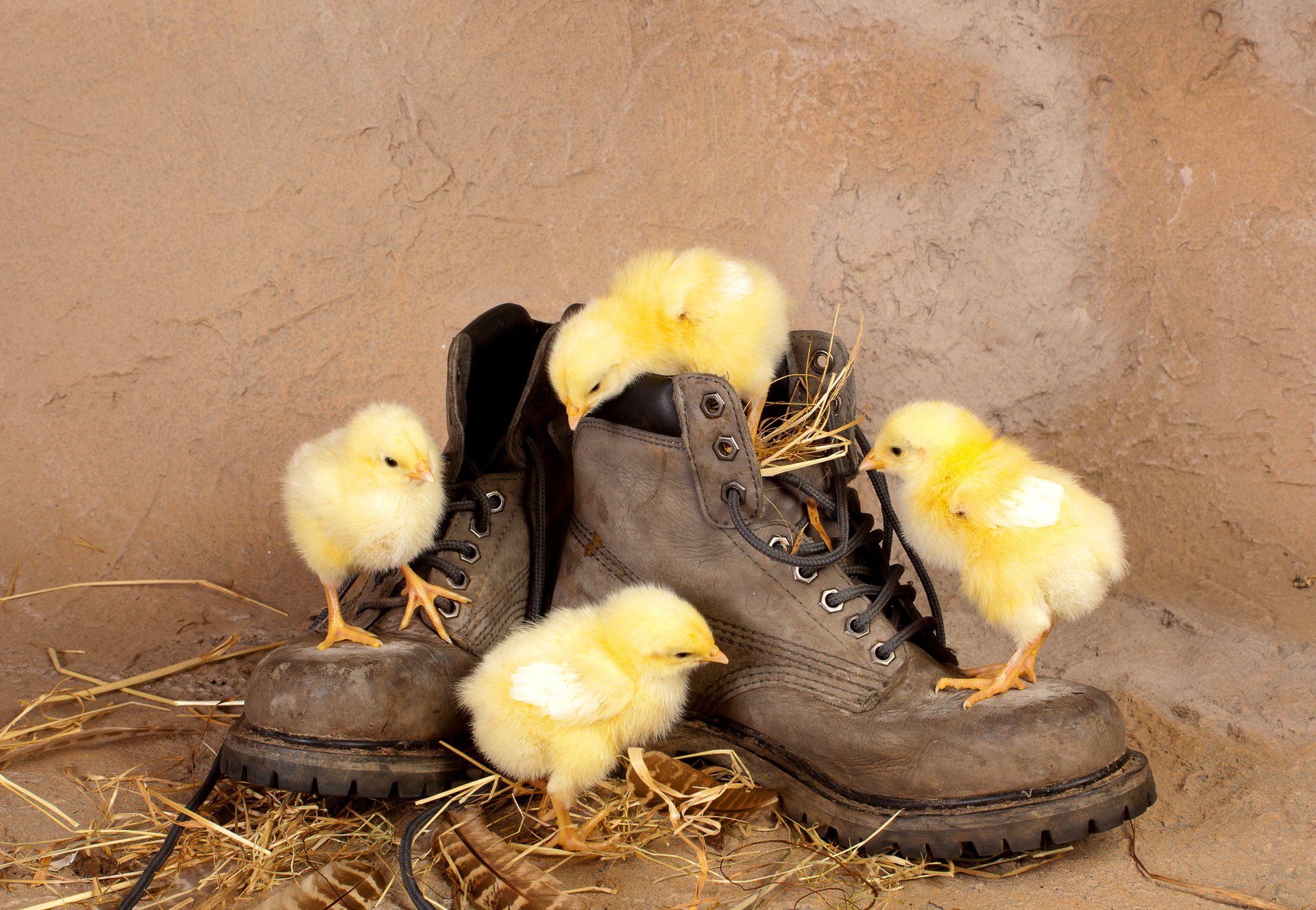 hühner küken stiefel stroh neugier