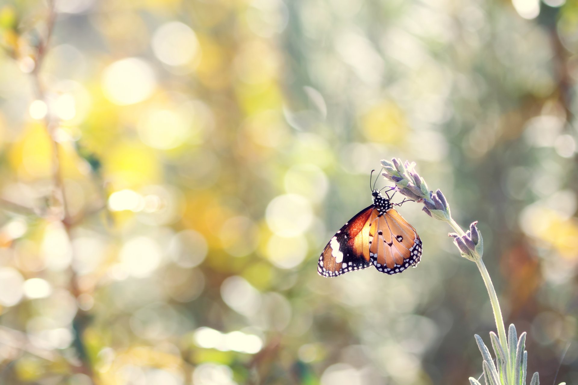 papillon insecte lavande fleur été nature bokeh gros plan