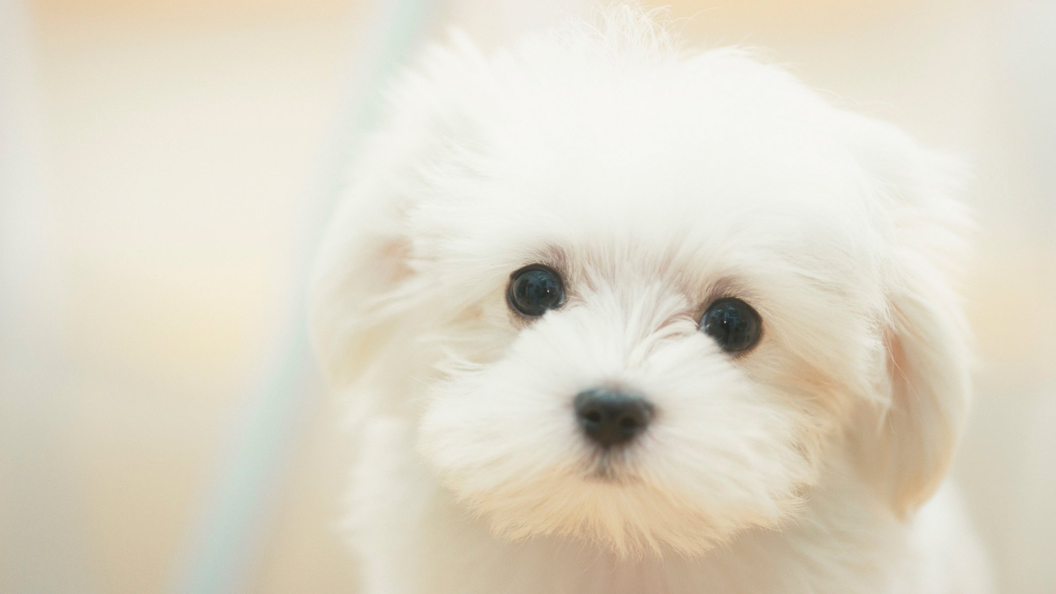 perro blanco jardín soñador cachorro lindo blanco triste soñador