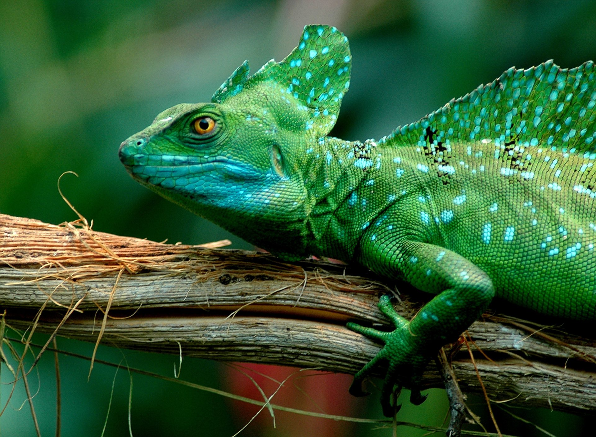 basilisk lizard green