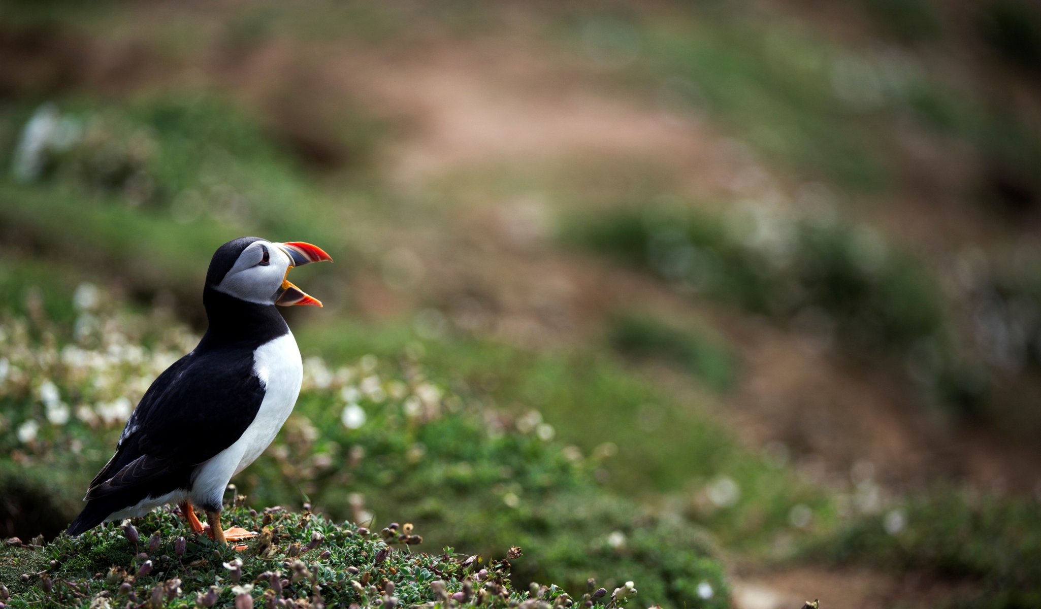 uccello vicolo cieco atlantico foto bokeh sfocatura