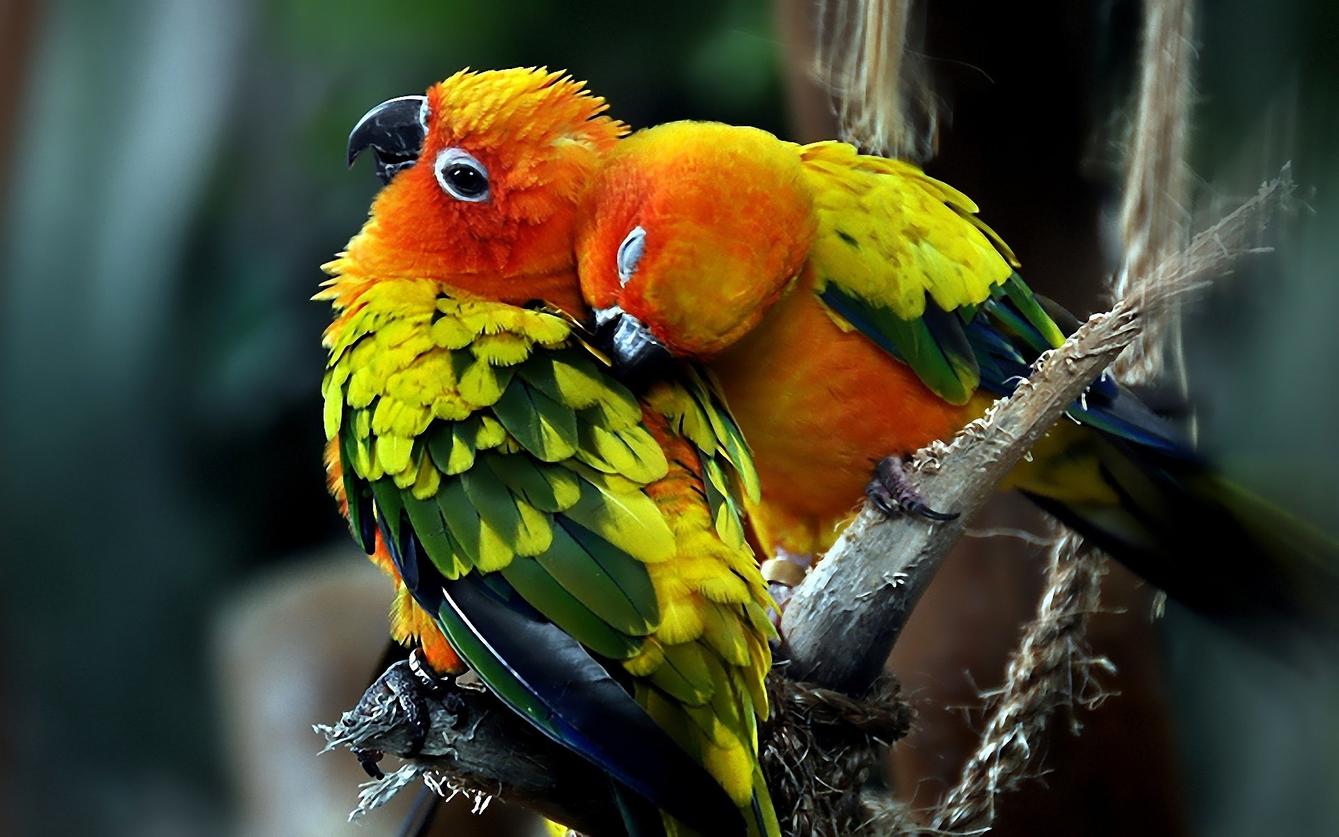 pájaros loros pareja amor