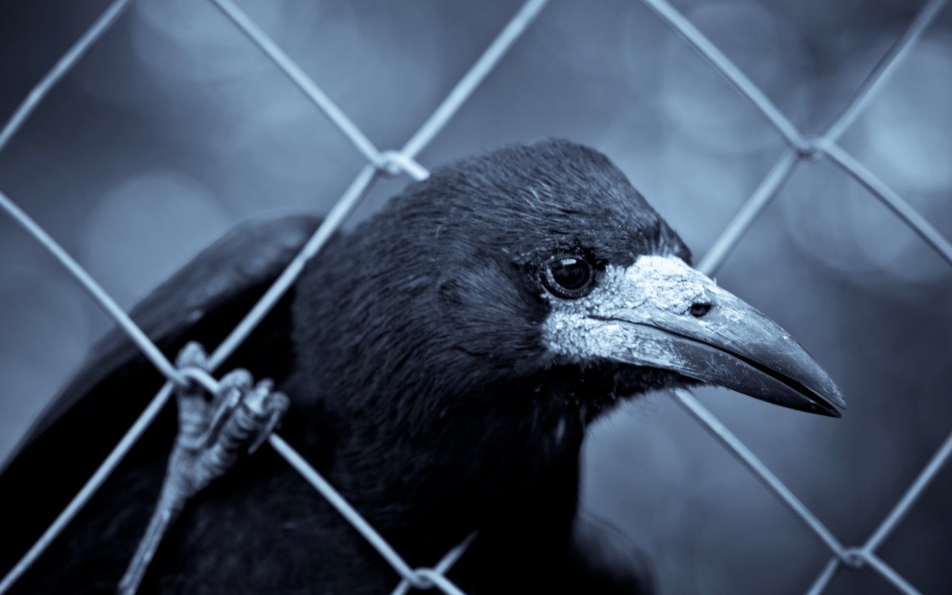 raven fence close up