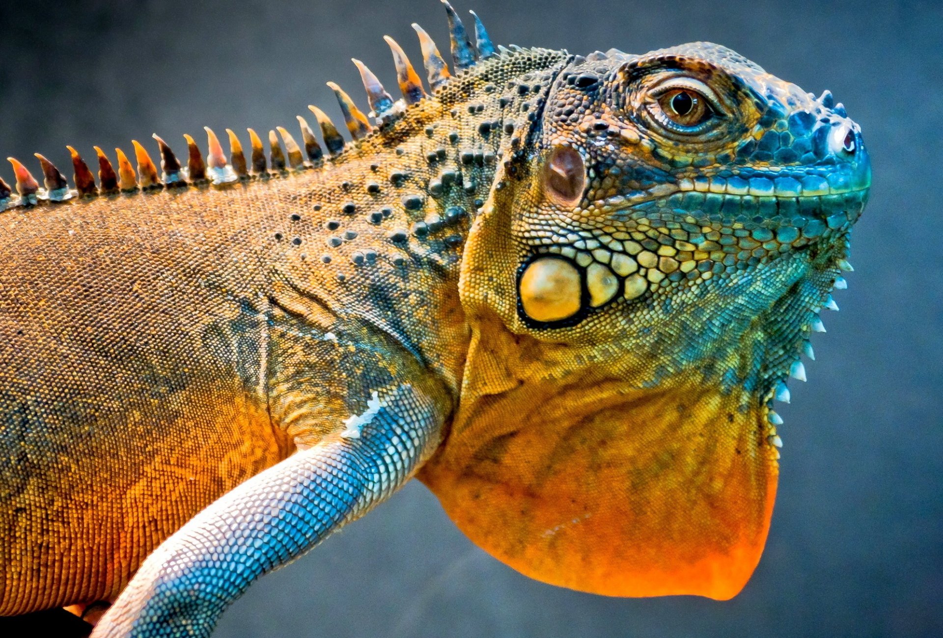 lizard iguana dragon